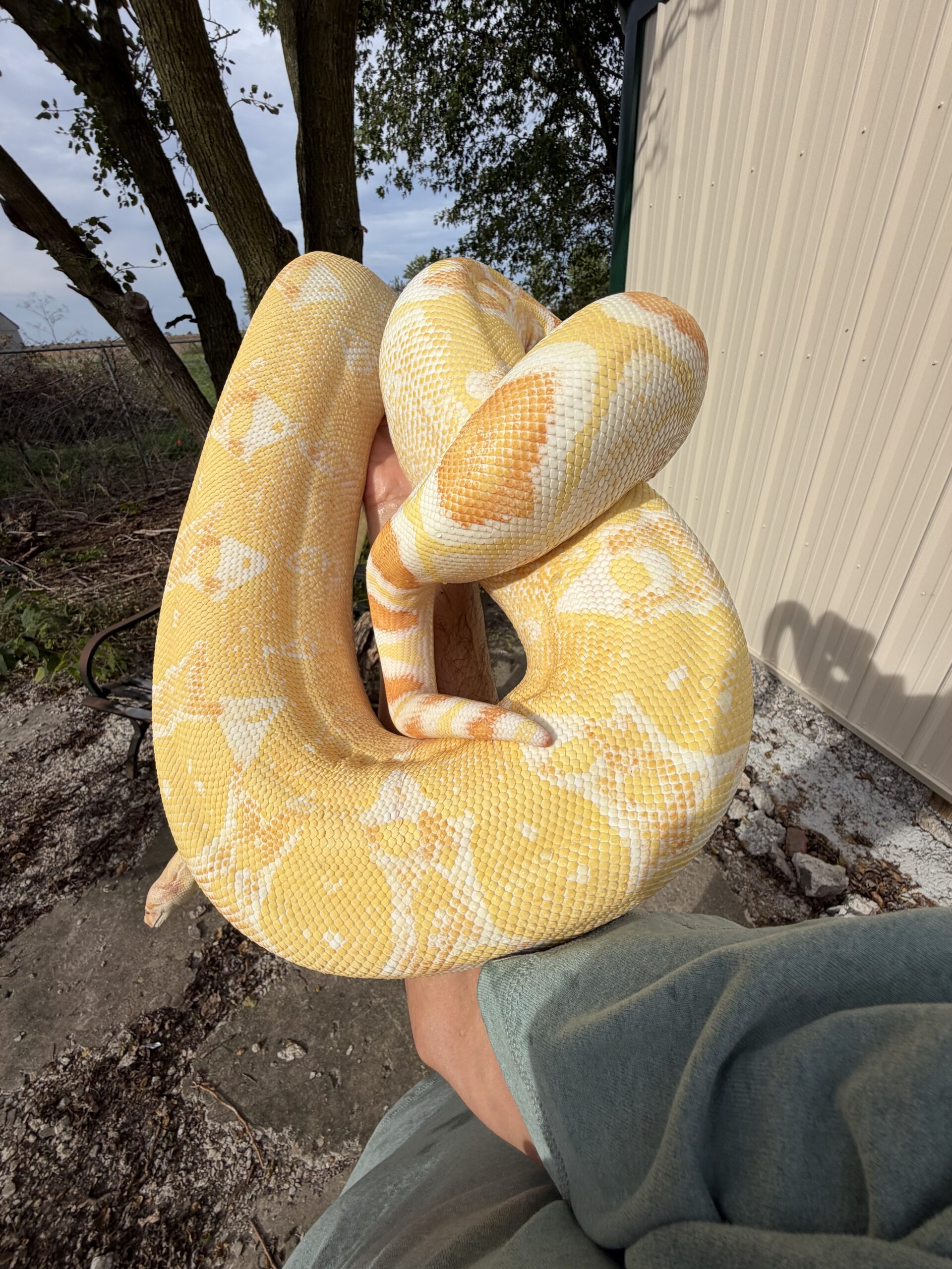 7’ TAME Albino Boa