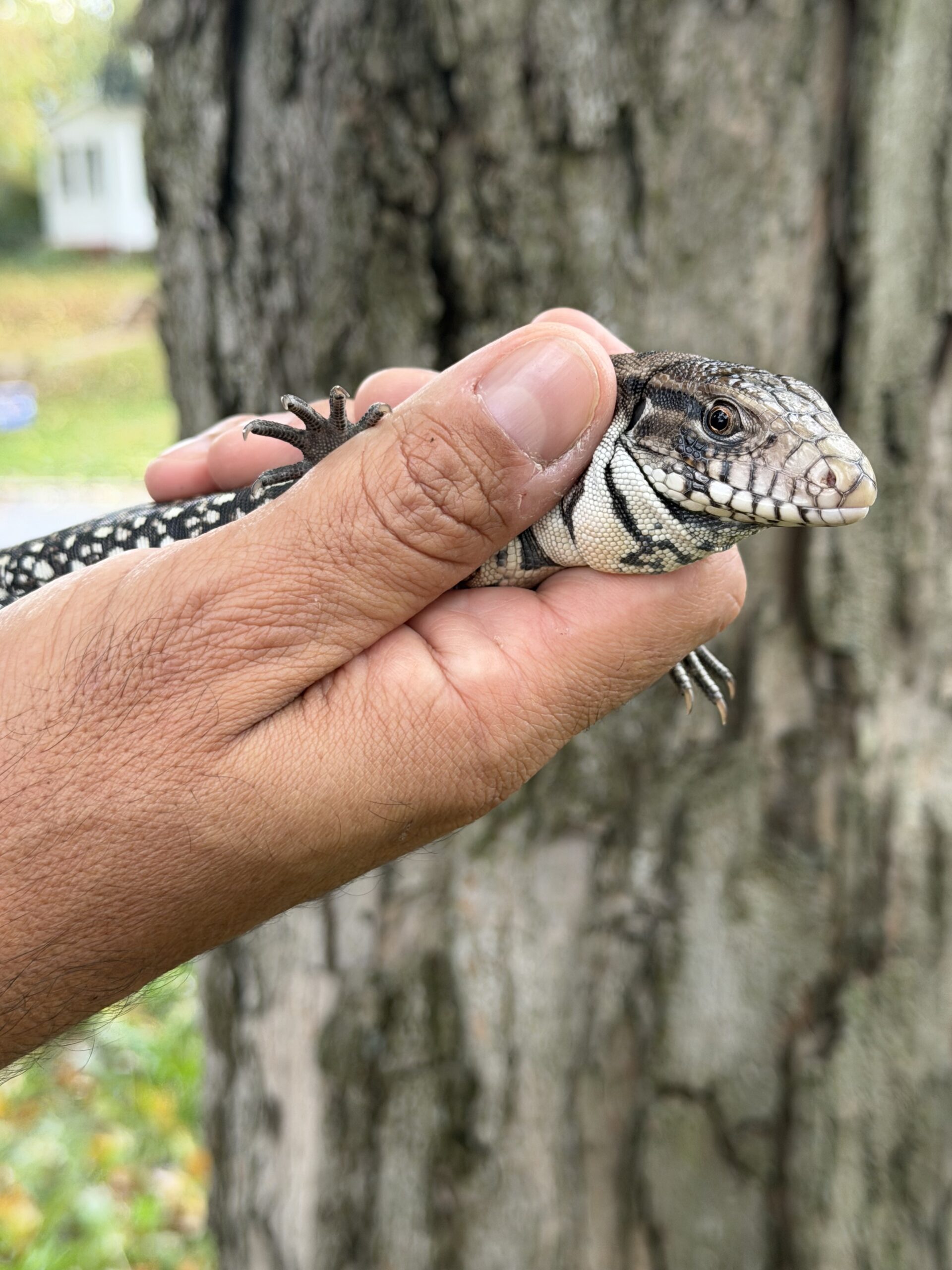 Baby Argentine Black and White Tegu, photo 6
