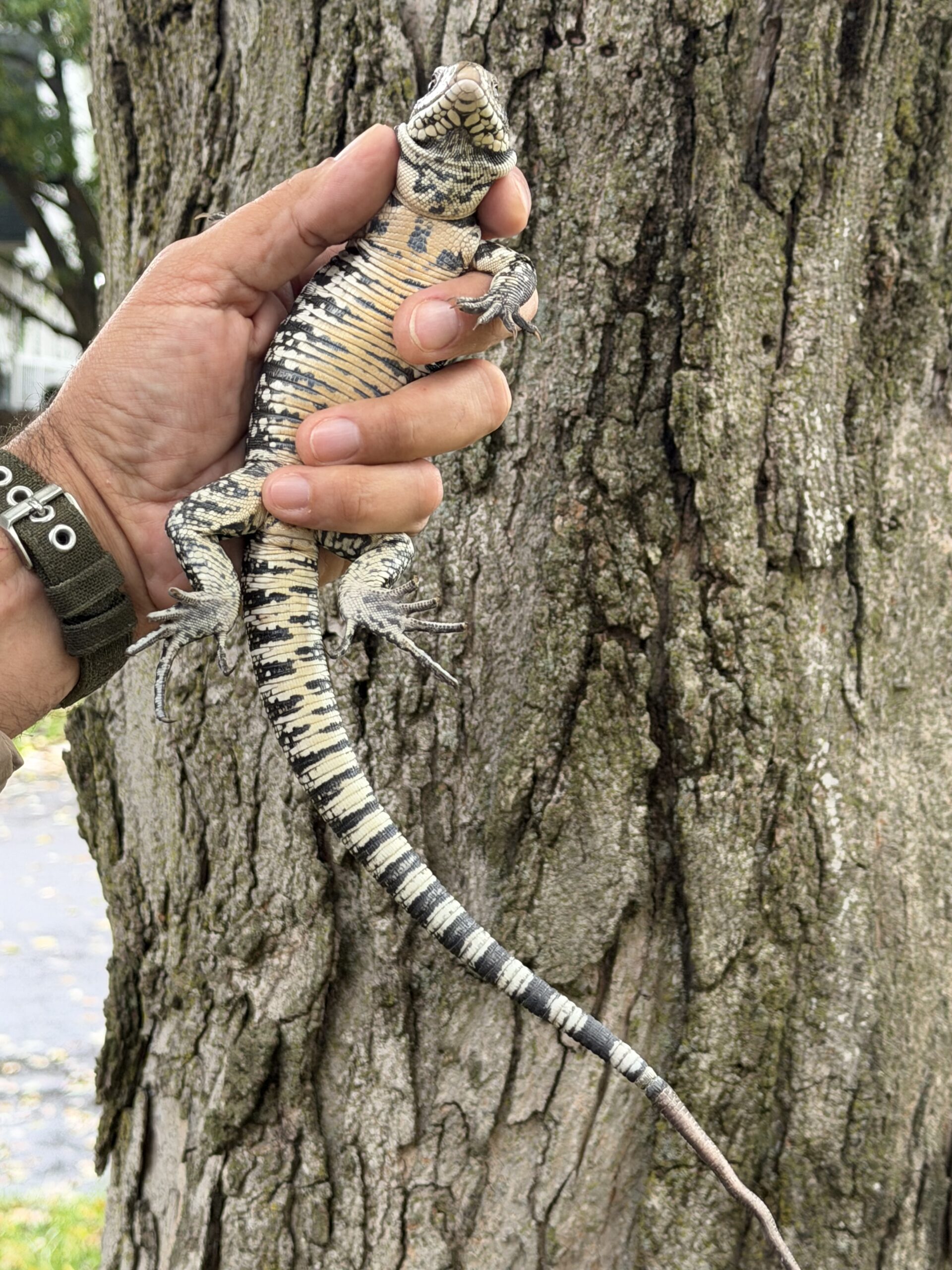 Baby Argentine Black and White Tegu, photo 5