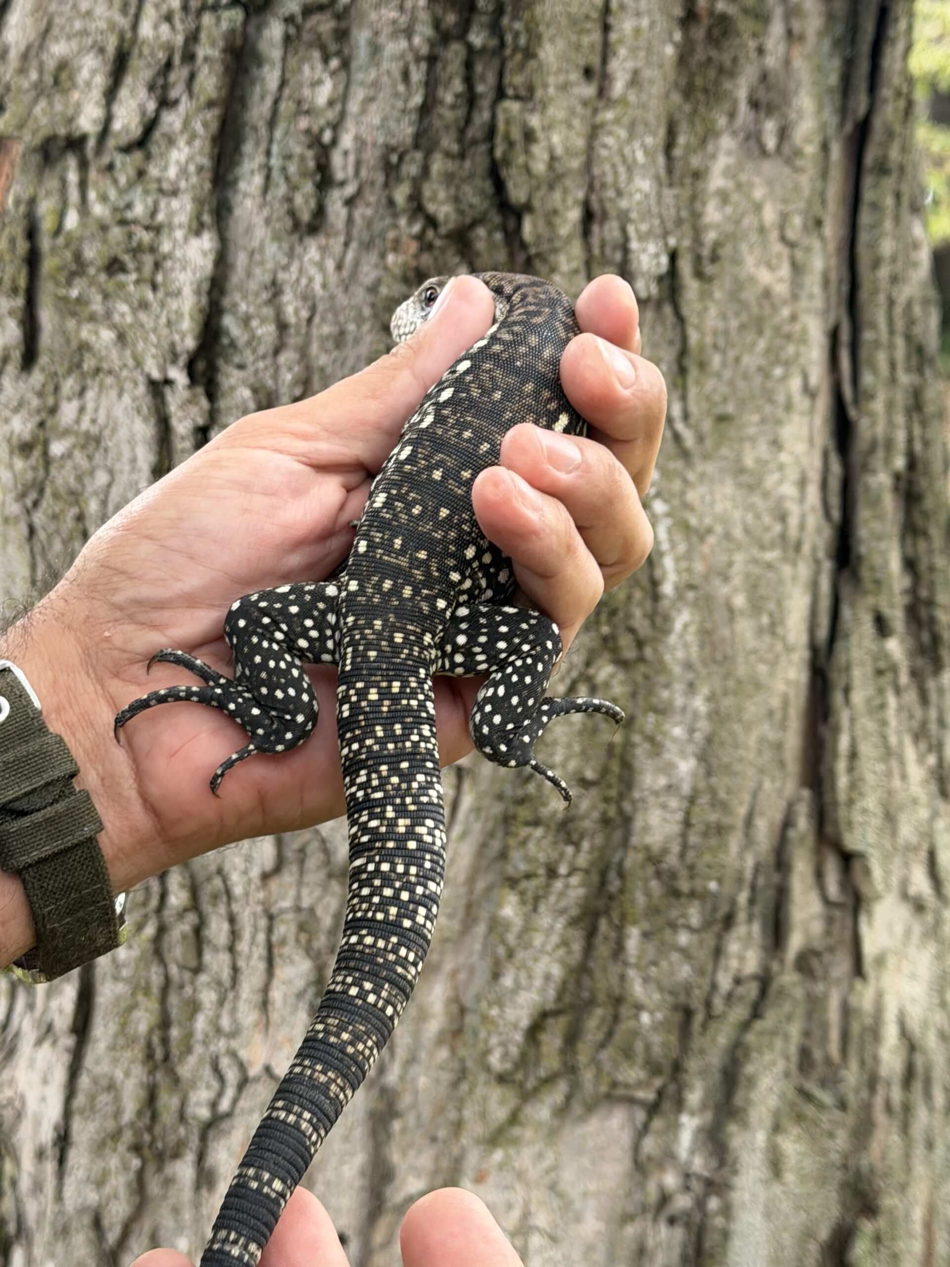 Baby Argentine Black and White Tegu, photo 3