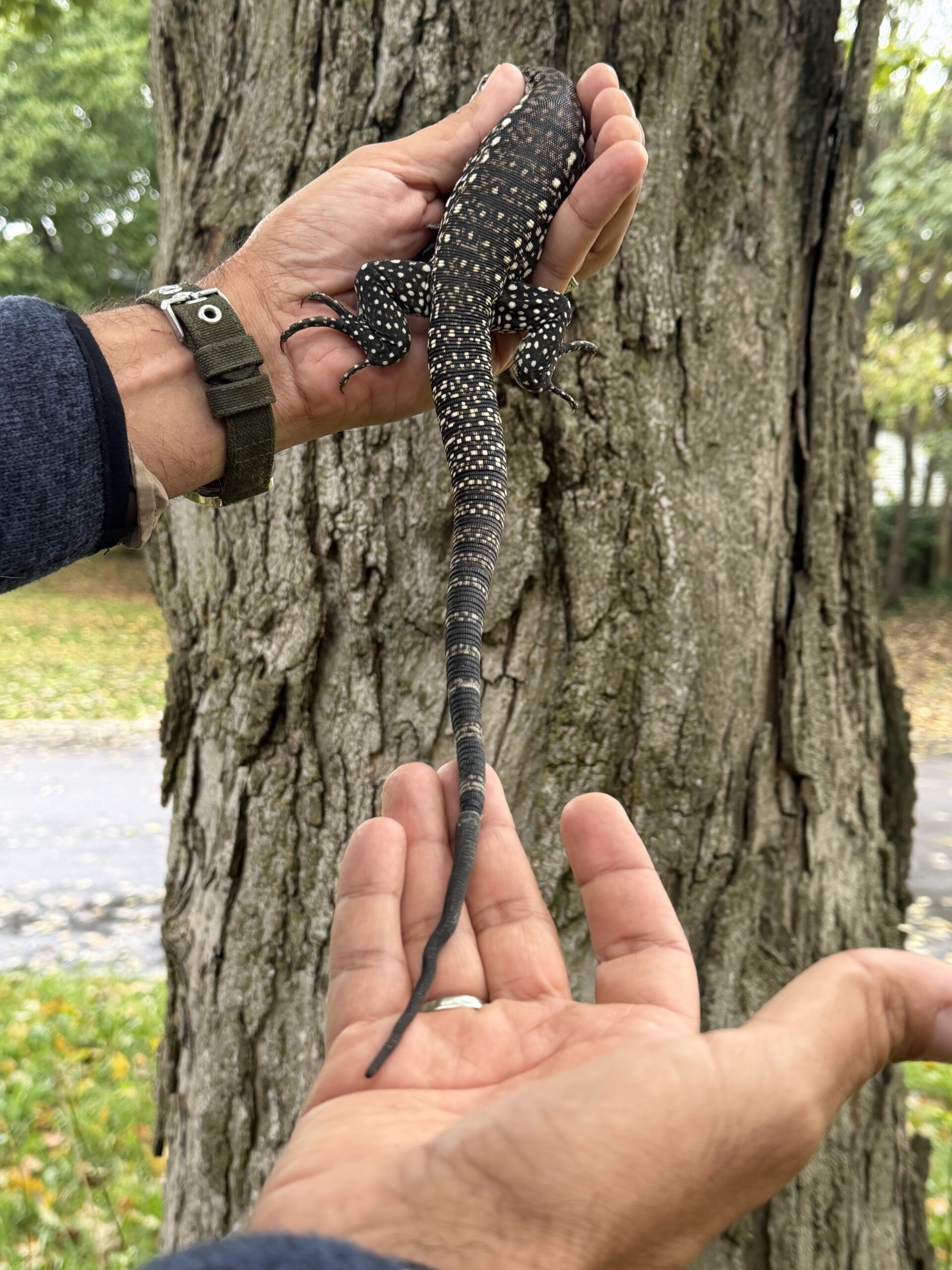 Baby Argentine Black and White Tegu, photo 4