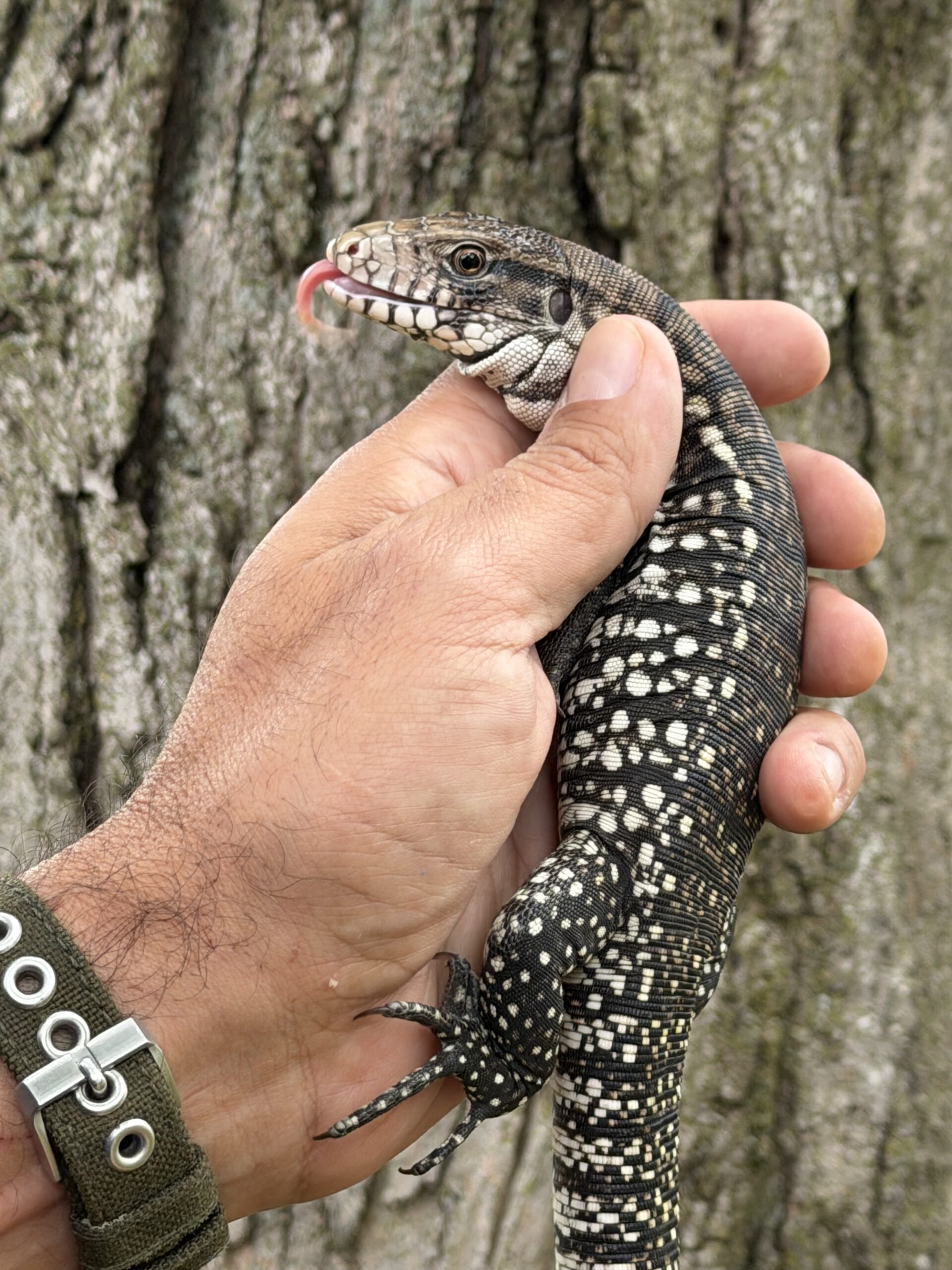 Baby Argentine Black and White Tegu