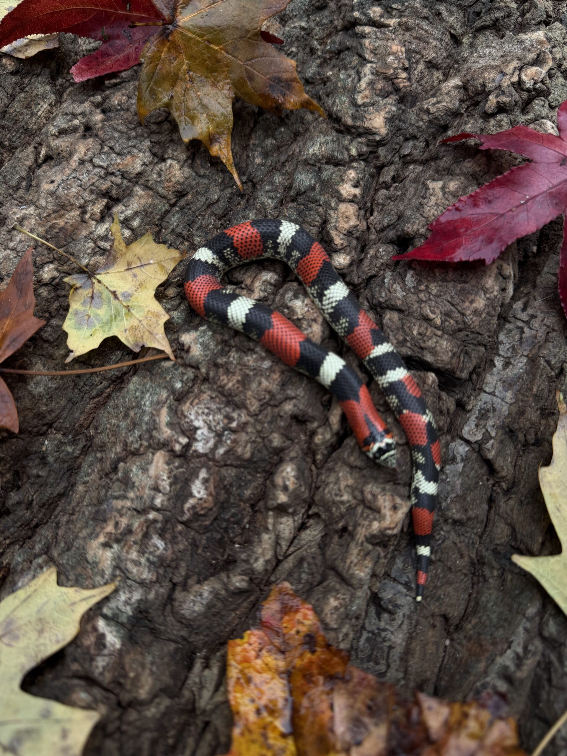 Baby Tri-Color Hognose Snakes