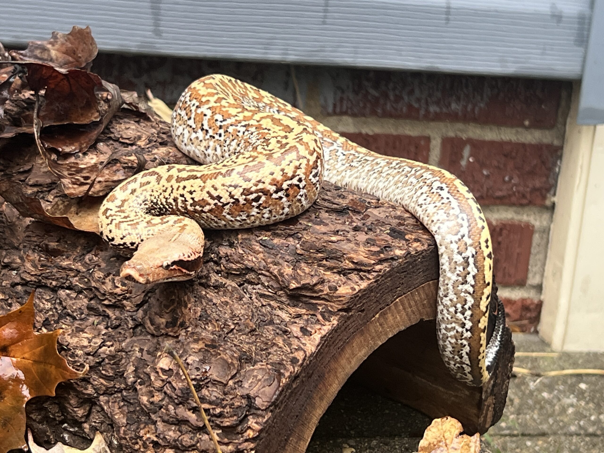 Blood Python