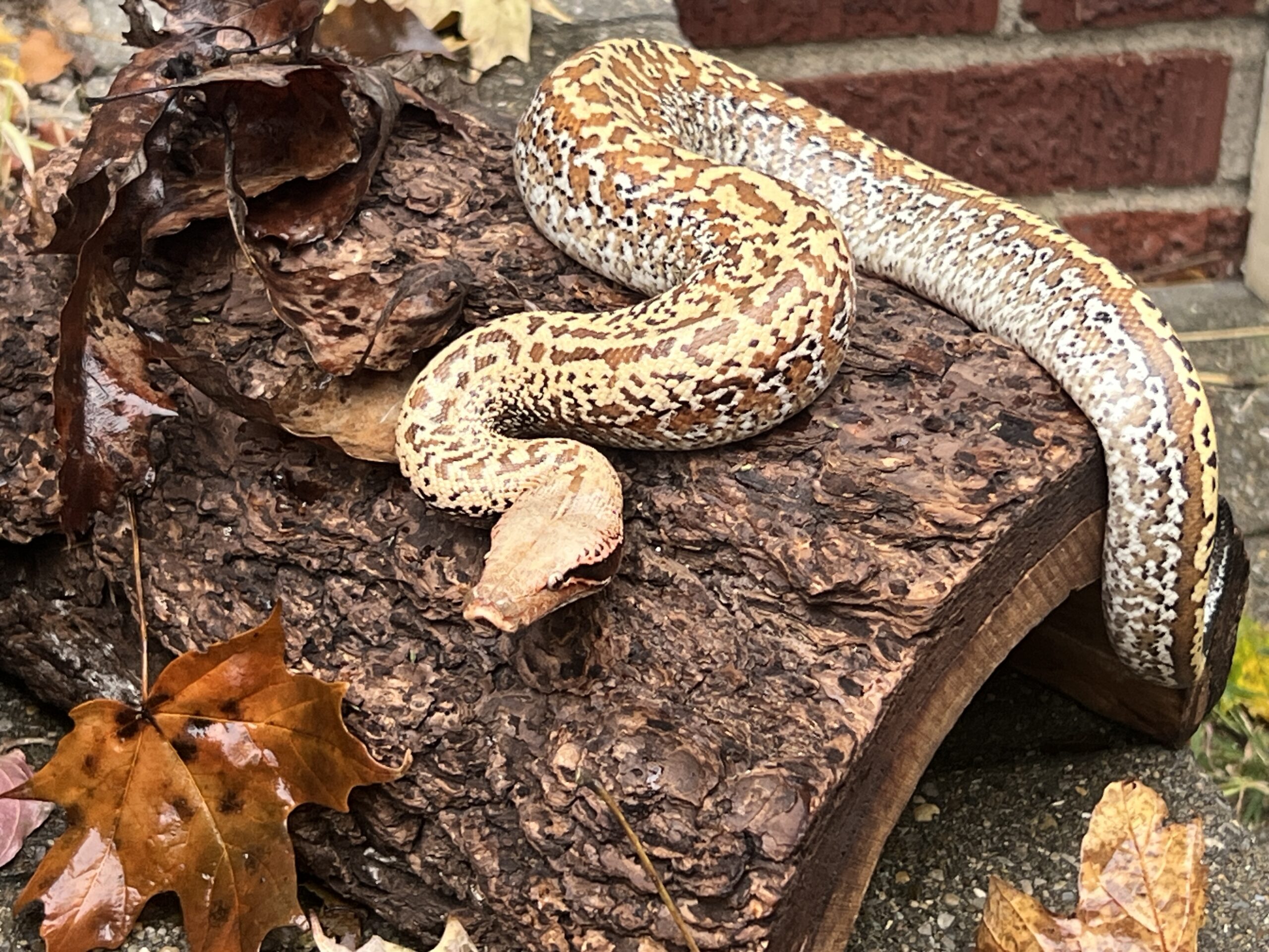 Blood Python, photo 4