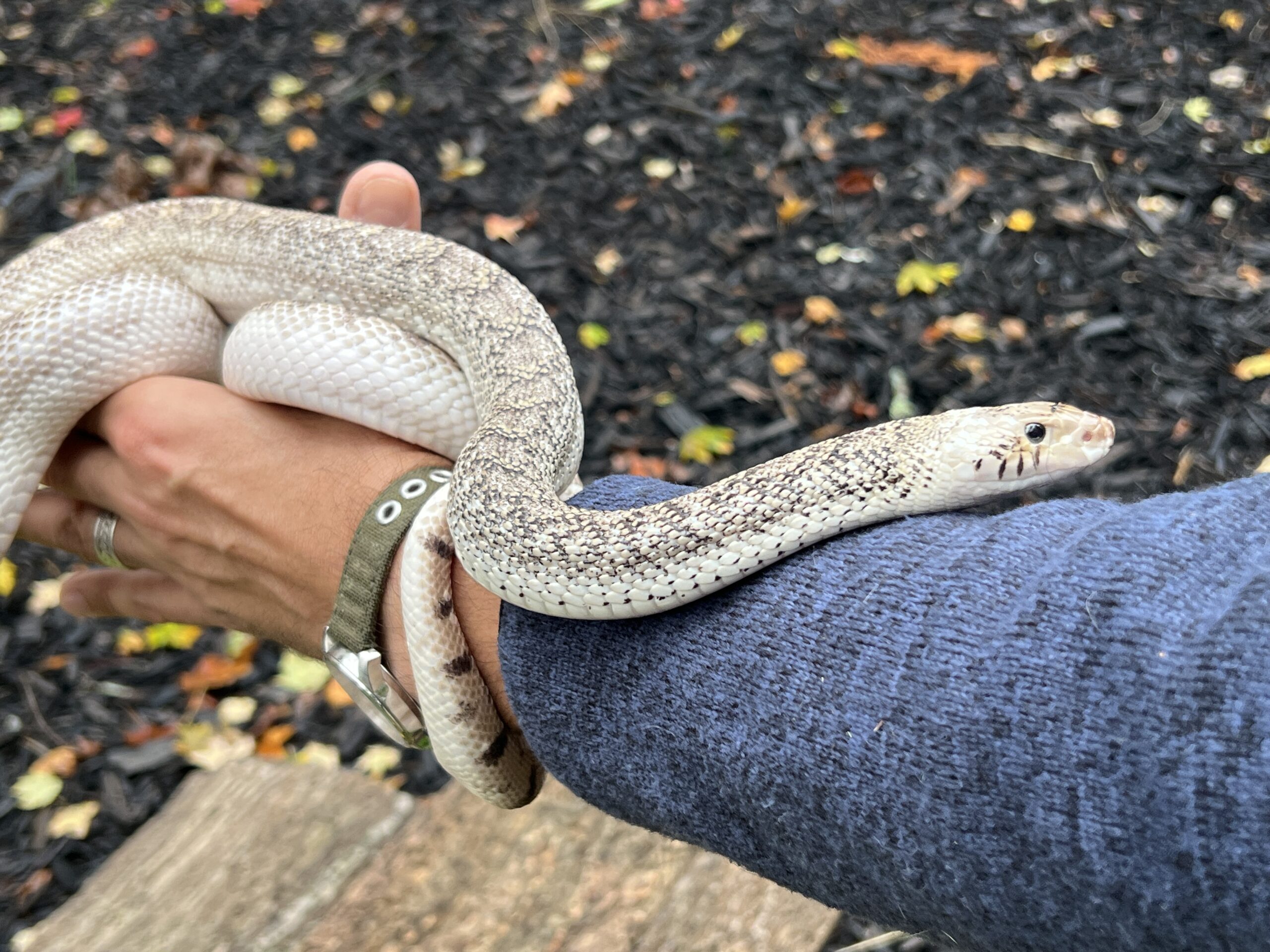 White-Sided Bull Snake