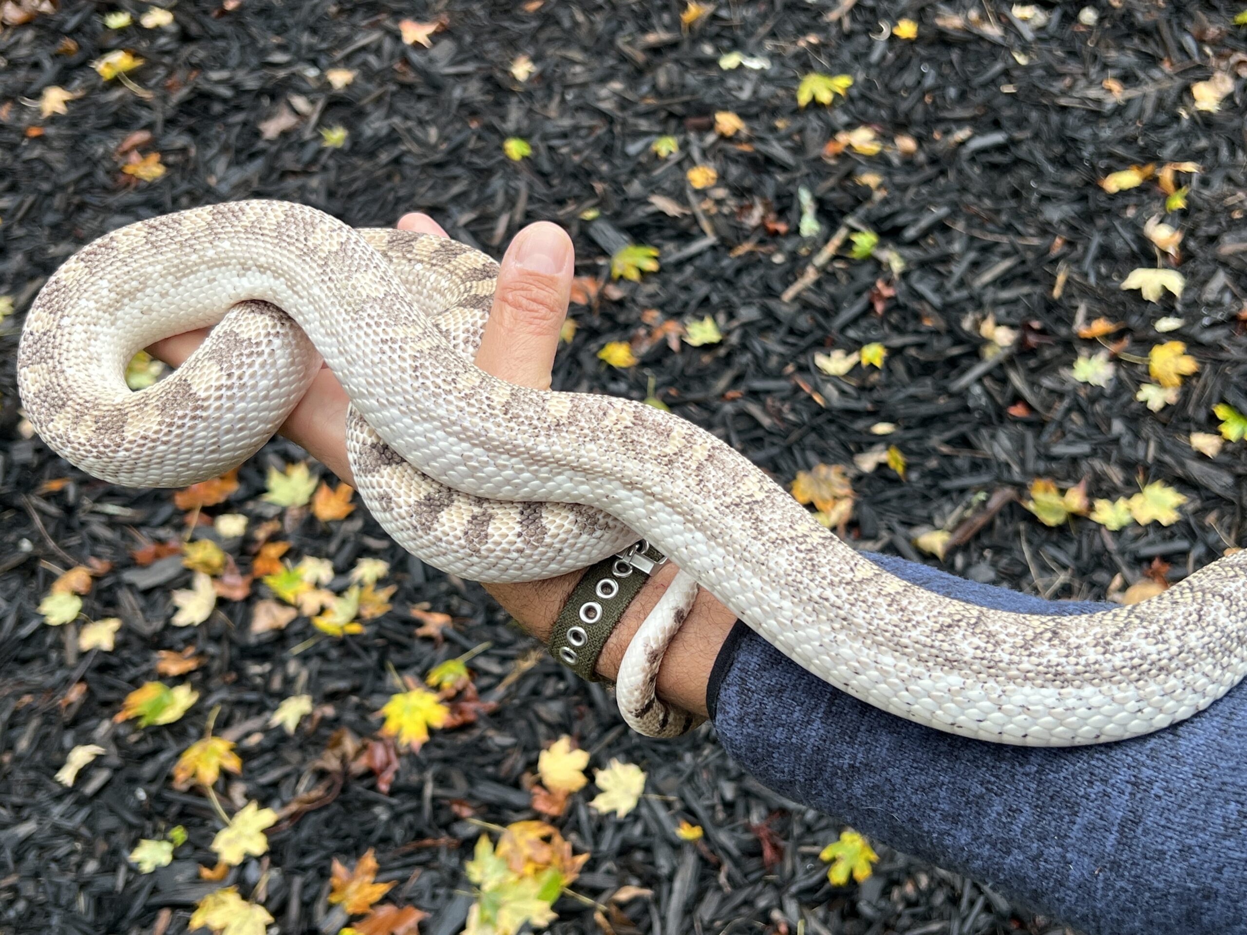 White-Sided Bull Snake, photo 6