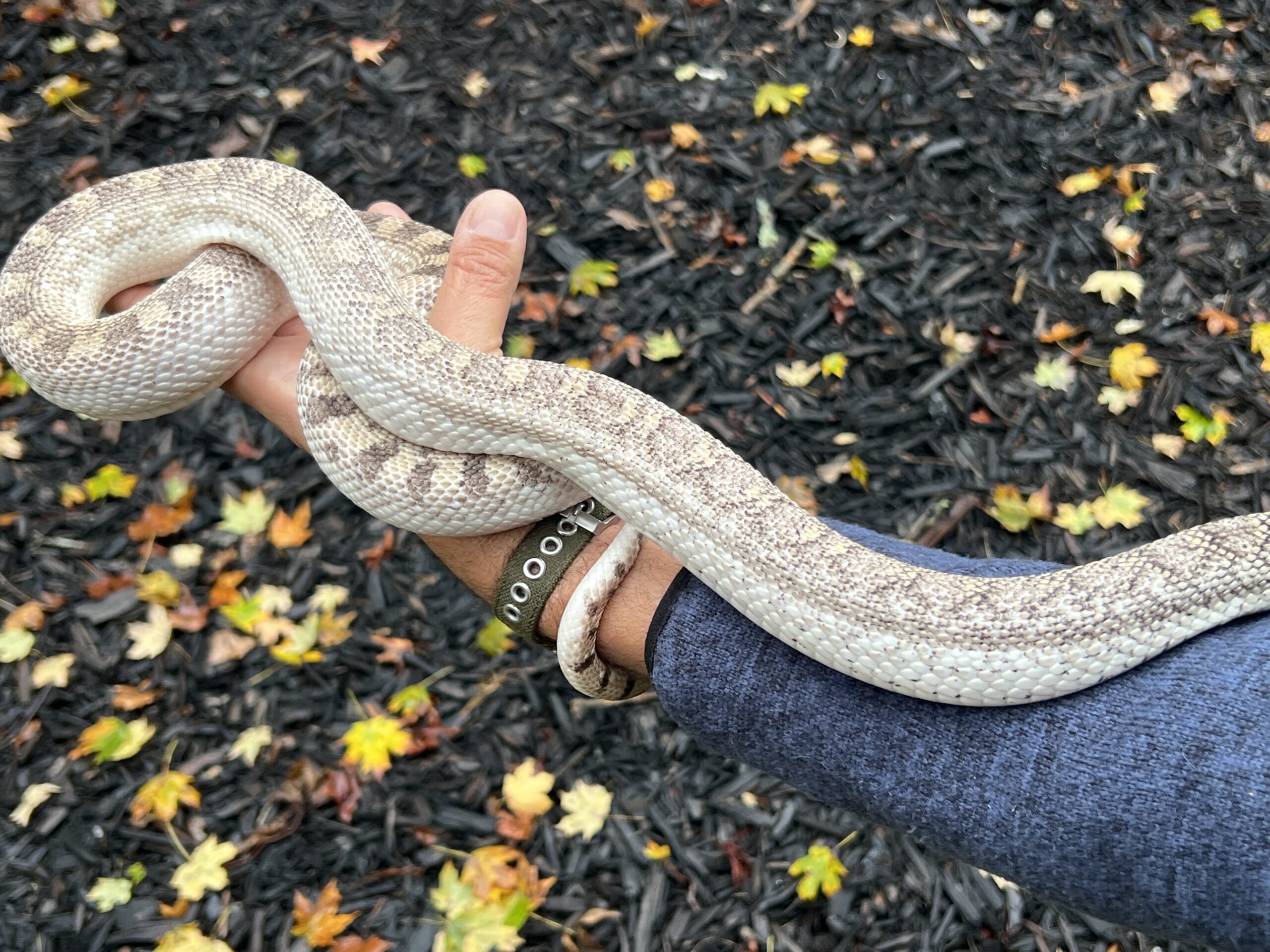White-Sided Bull Snake, photo 4