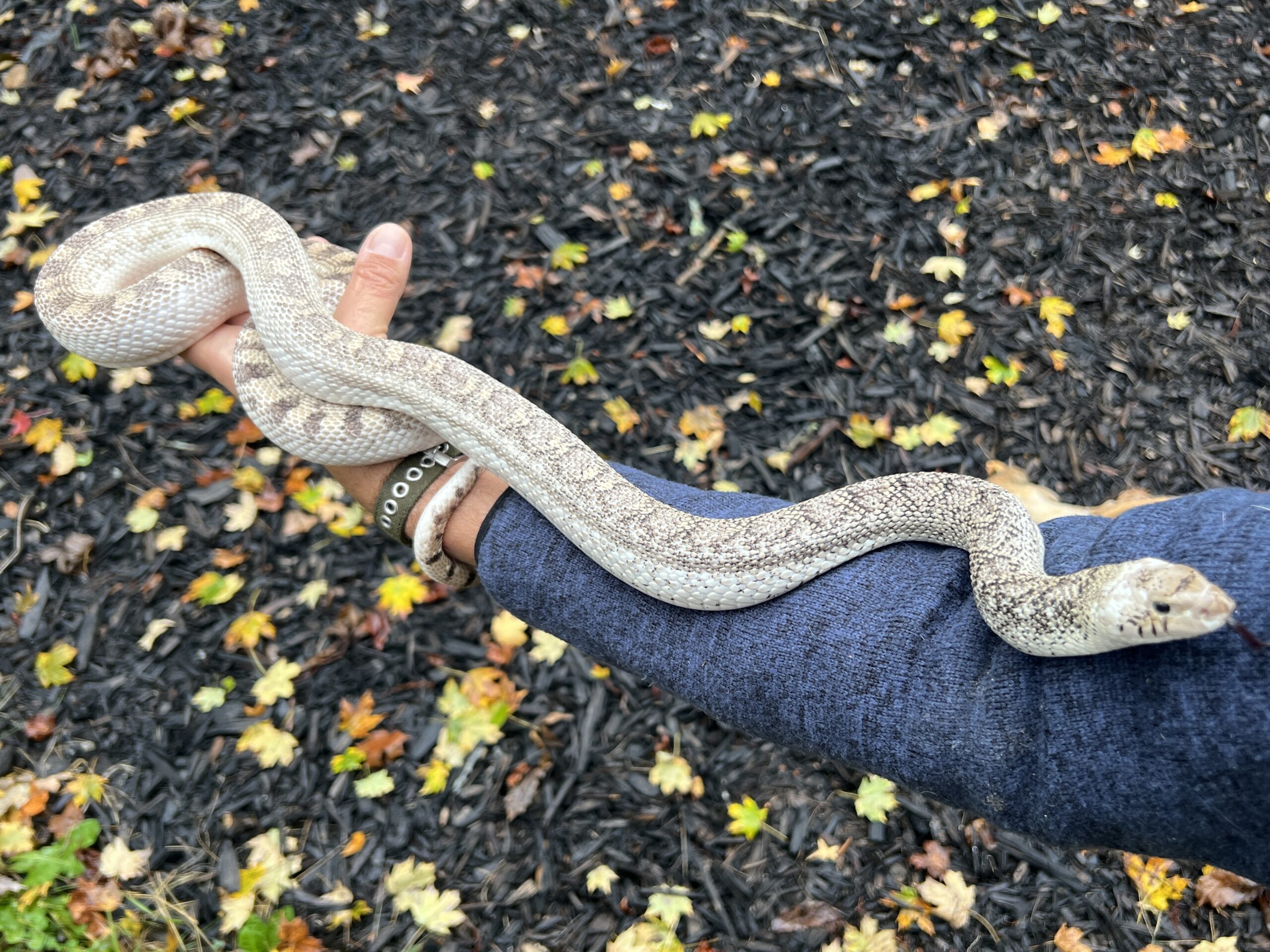 White-Sided Bull Snake, photo 5