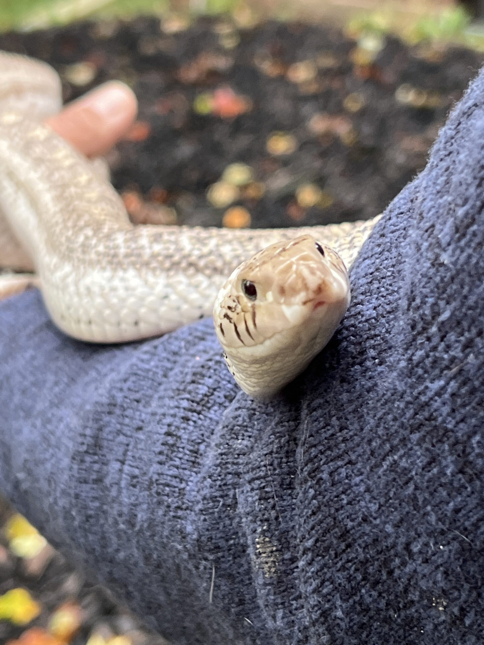 White-Sided Bull Snake, photo 2