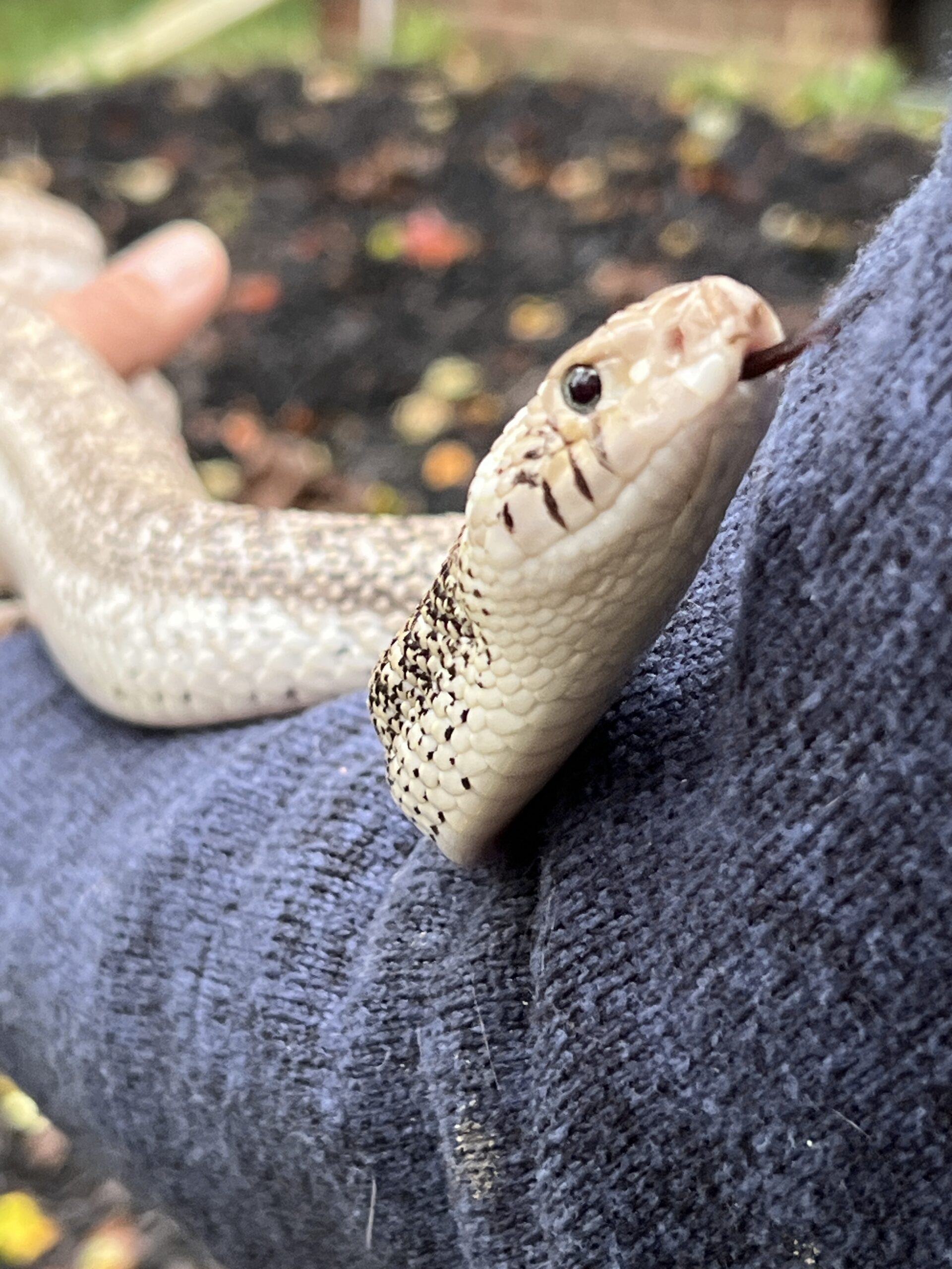 White-Sided Bull Snake, photo 3