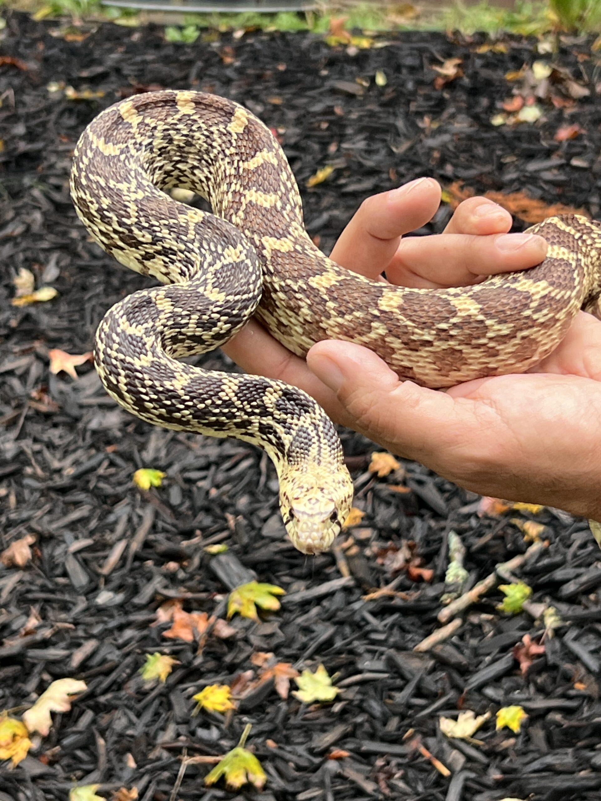 Adult Female Bull Snake, photo 5