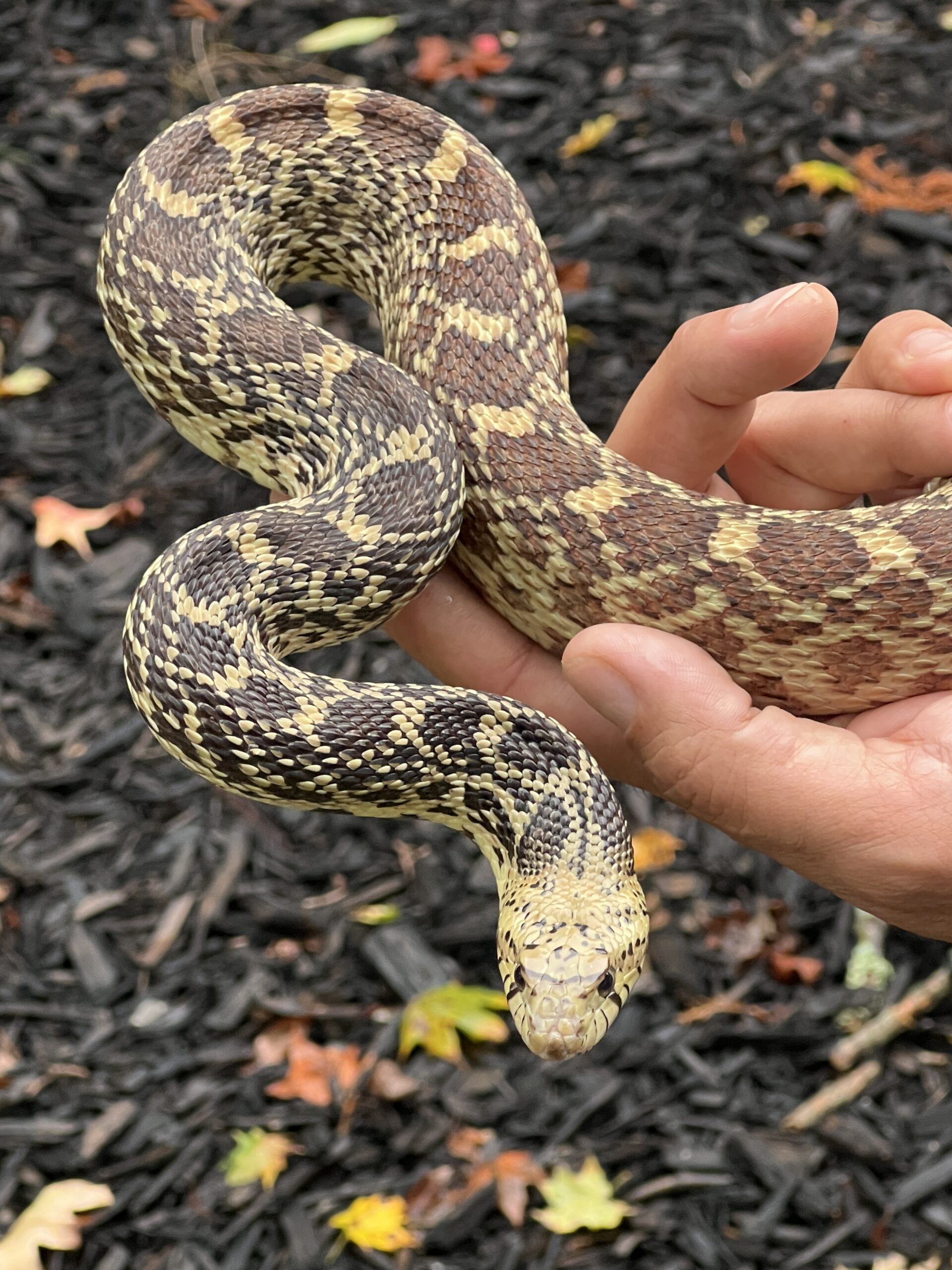 Adult Female Bull Snake