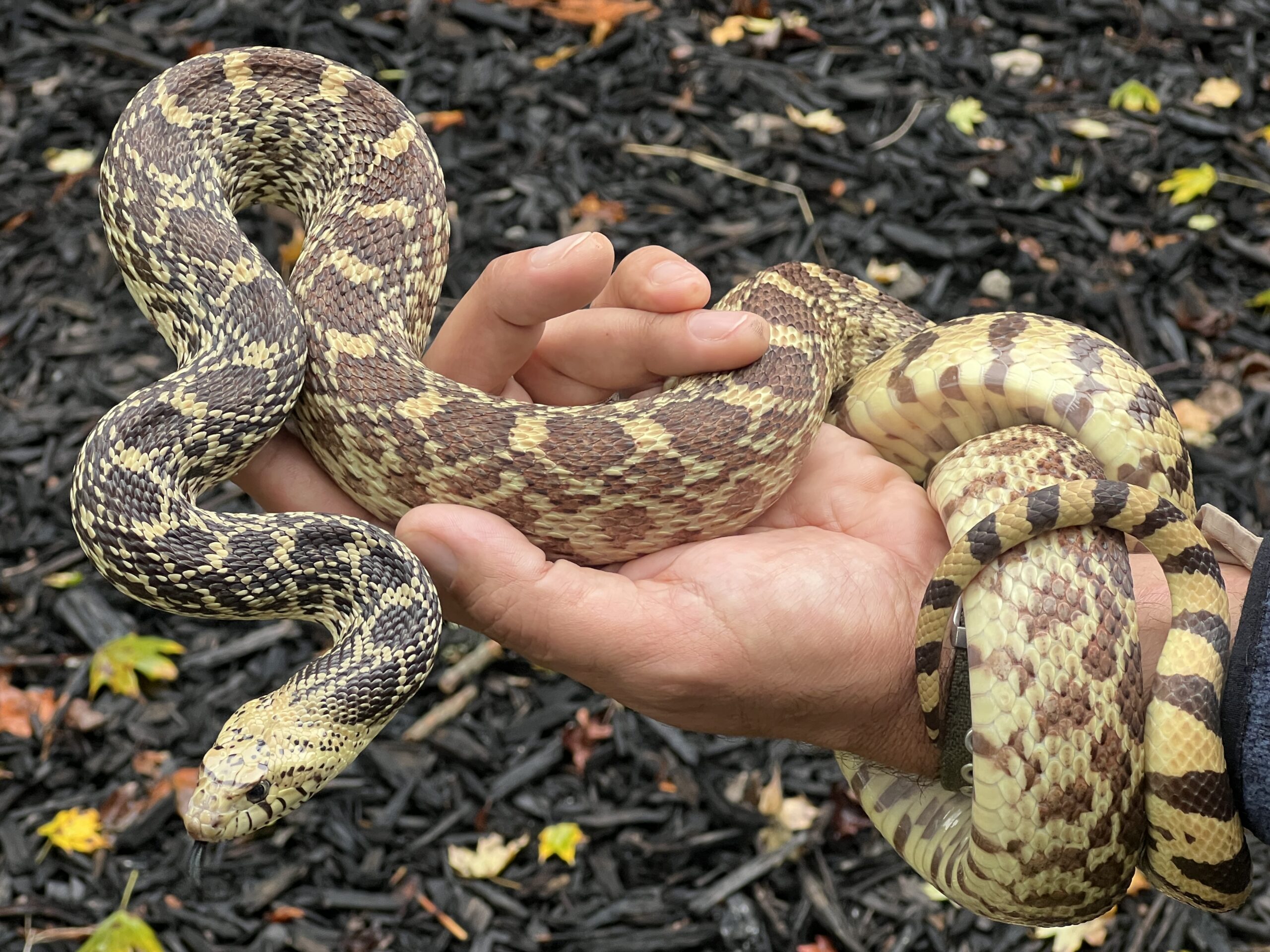Adult Female Bull Snake, photo 3