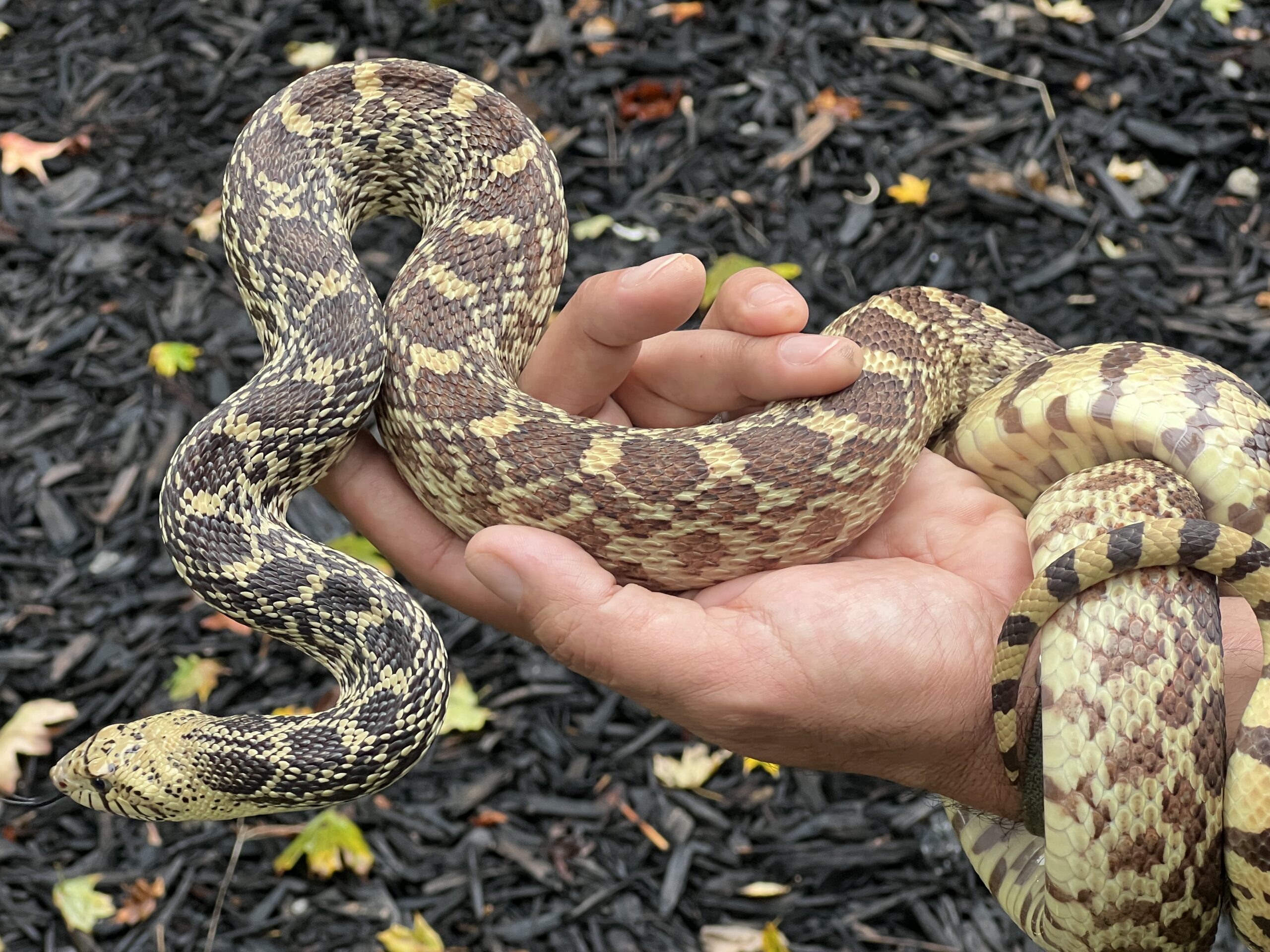 Adult Female Bull Snake, photo 2