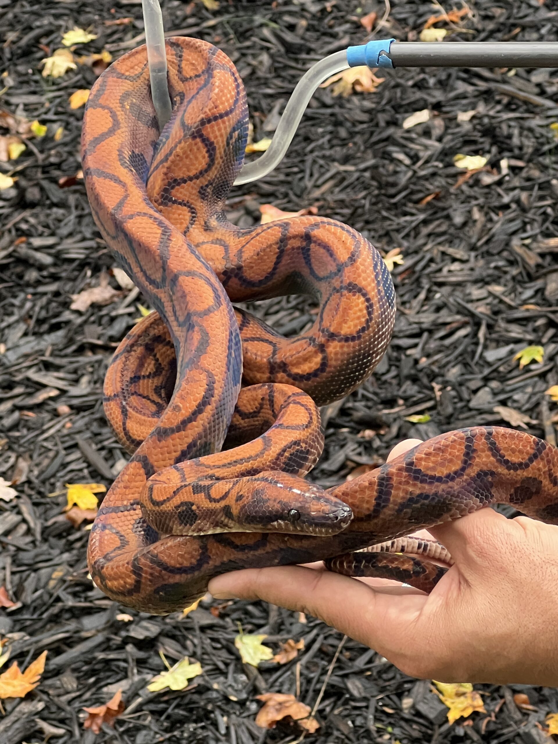 Breeder Pair High Red Brazilian Rainbow Boas, photo 3