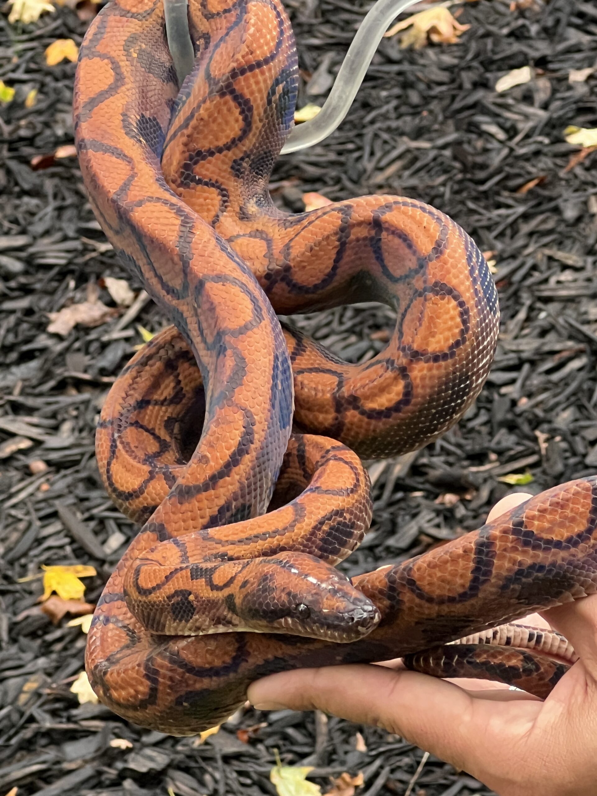 Breeder Pair High Red Brazilian Rainbow Boas