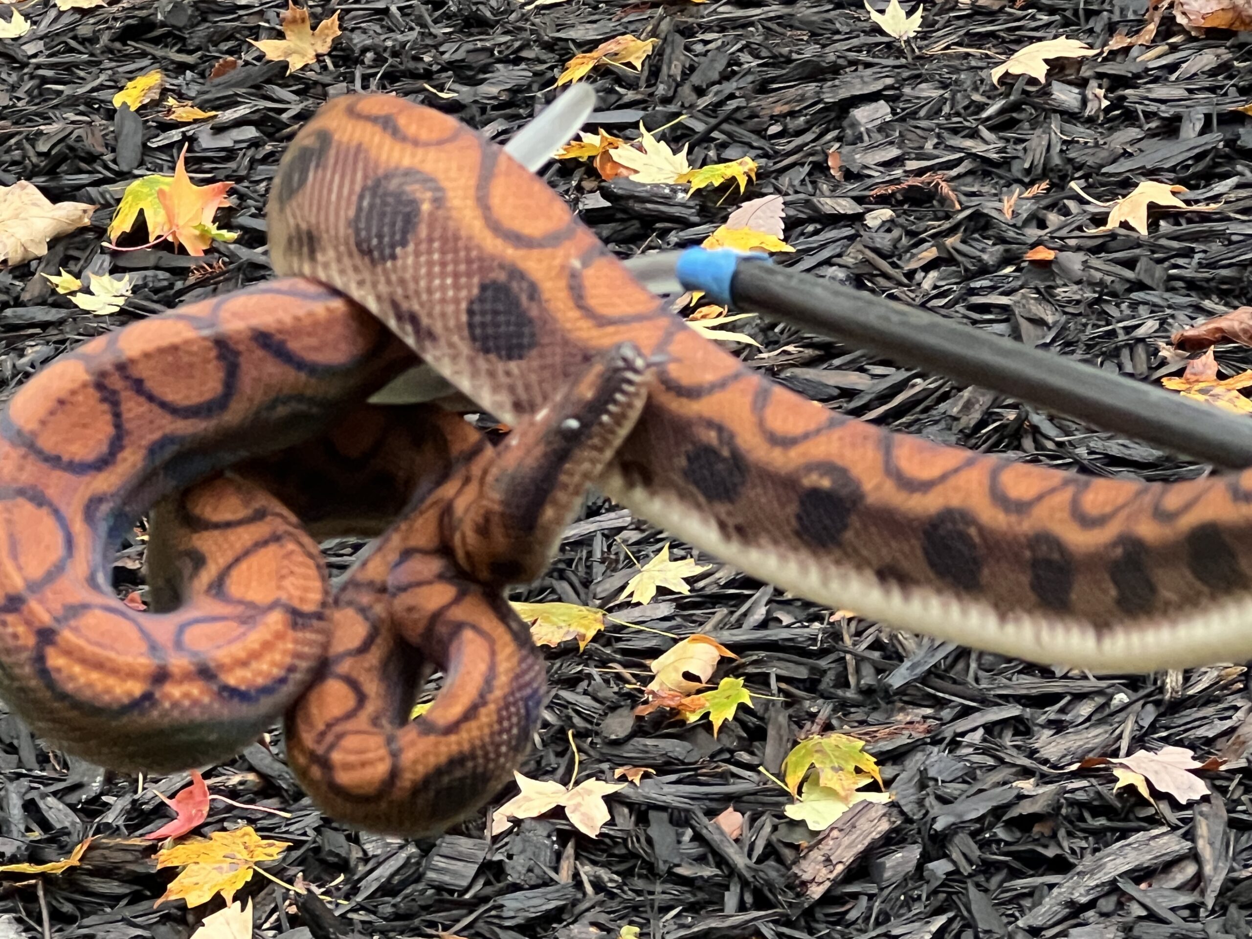 Breeder Pair High Red Brazilian Rainbow Boas, photo 6