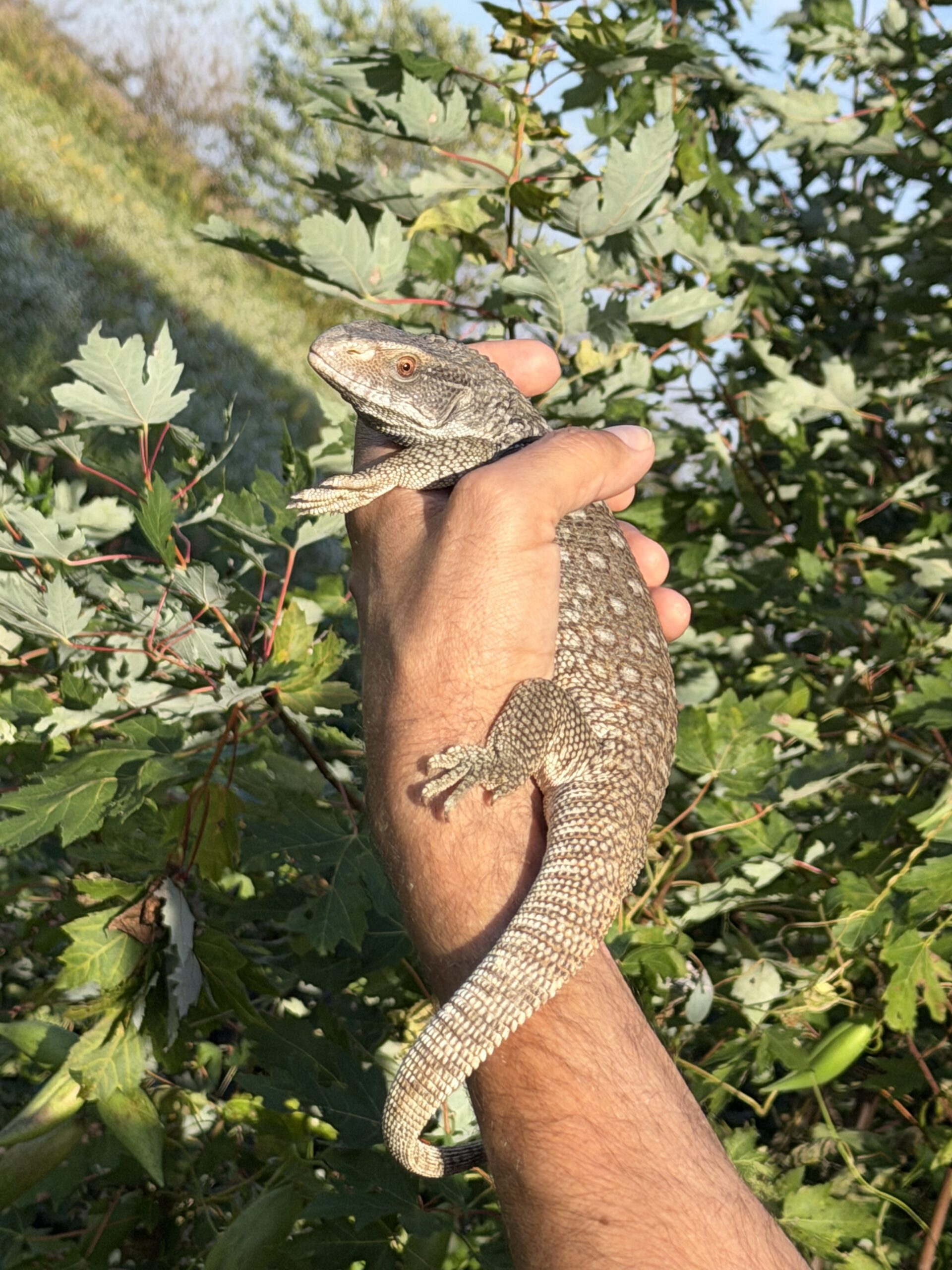 Geckos