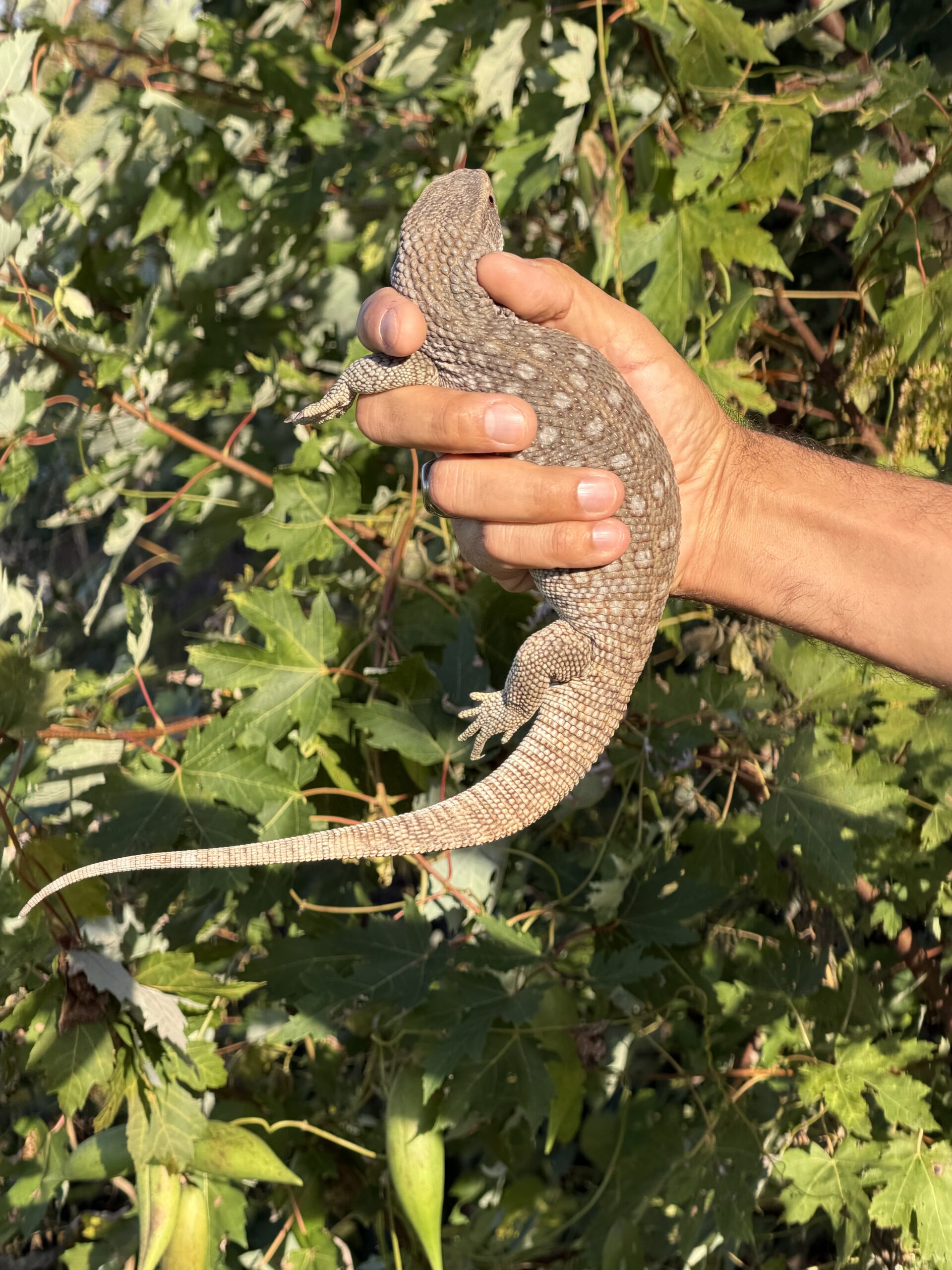 Savannah Monitor, photo 5