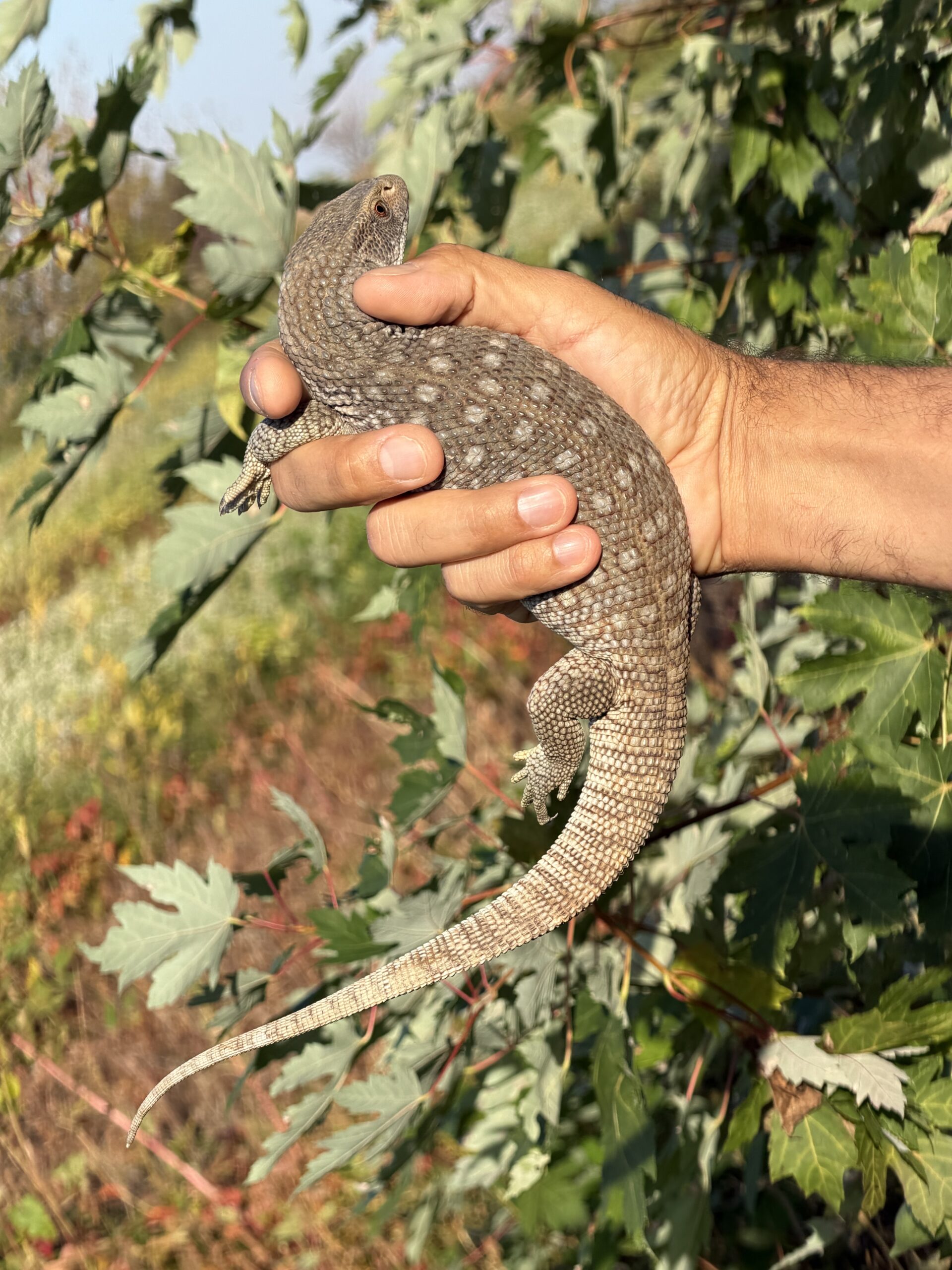 Savannah Monitor, photo 4