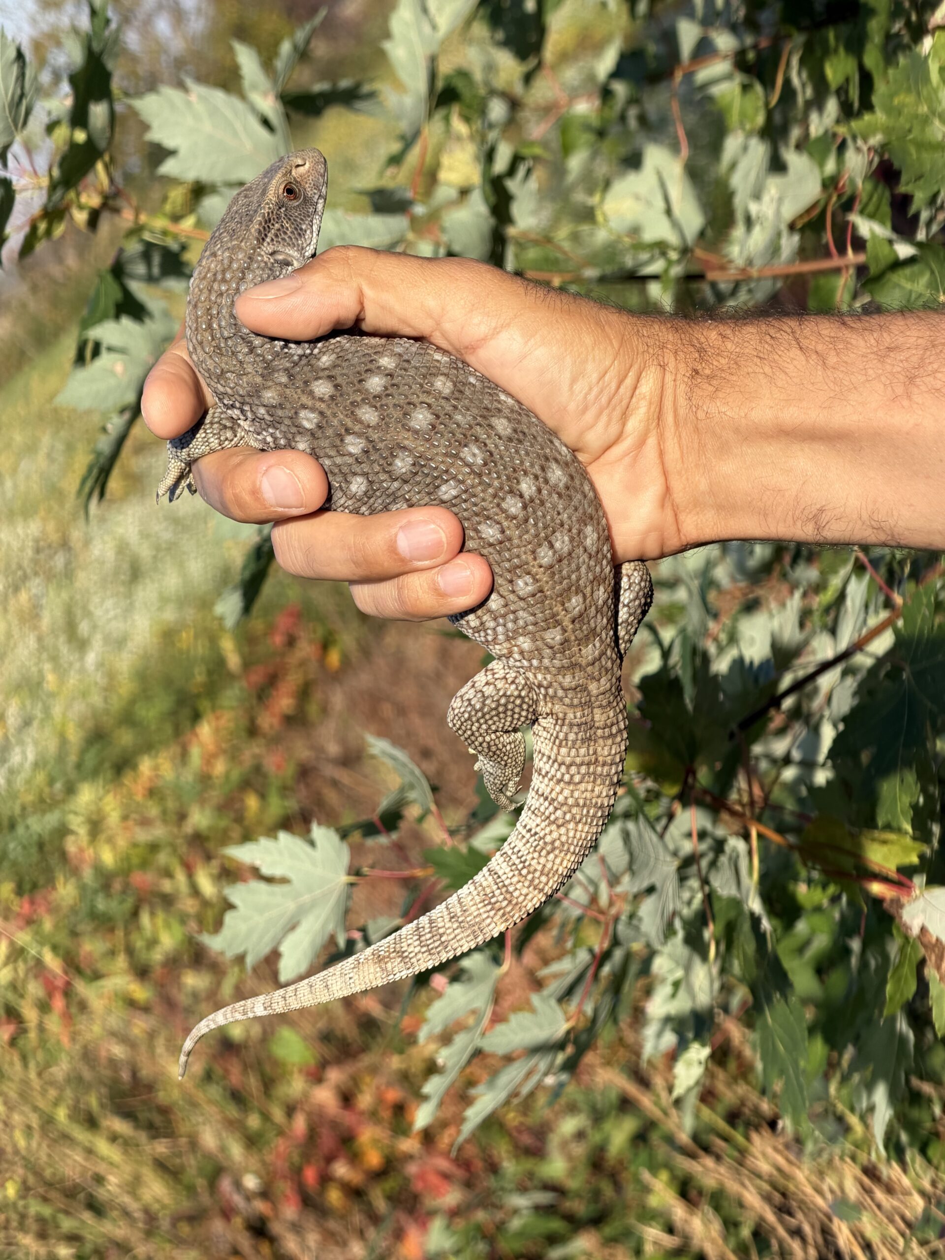 Savannah Monitor, photo 3