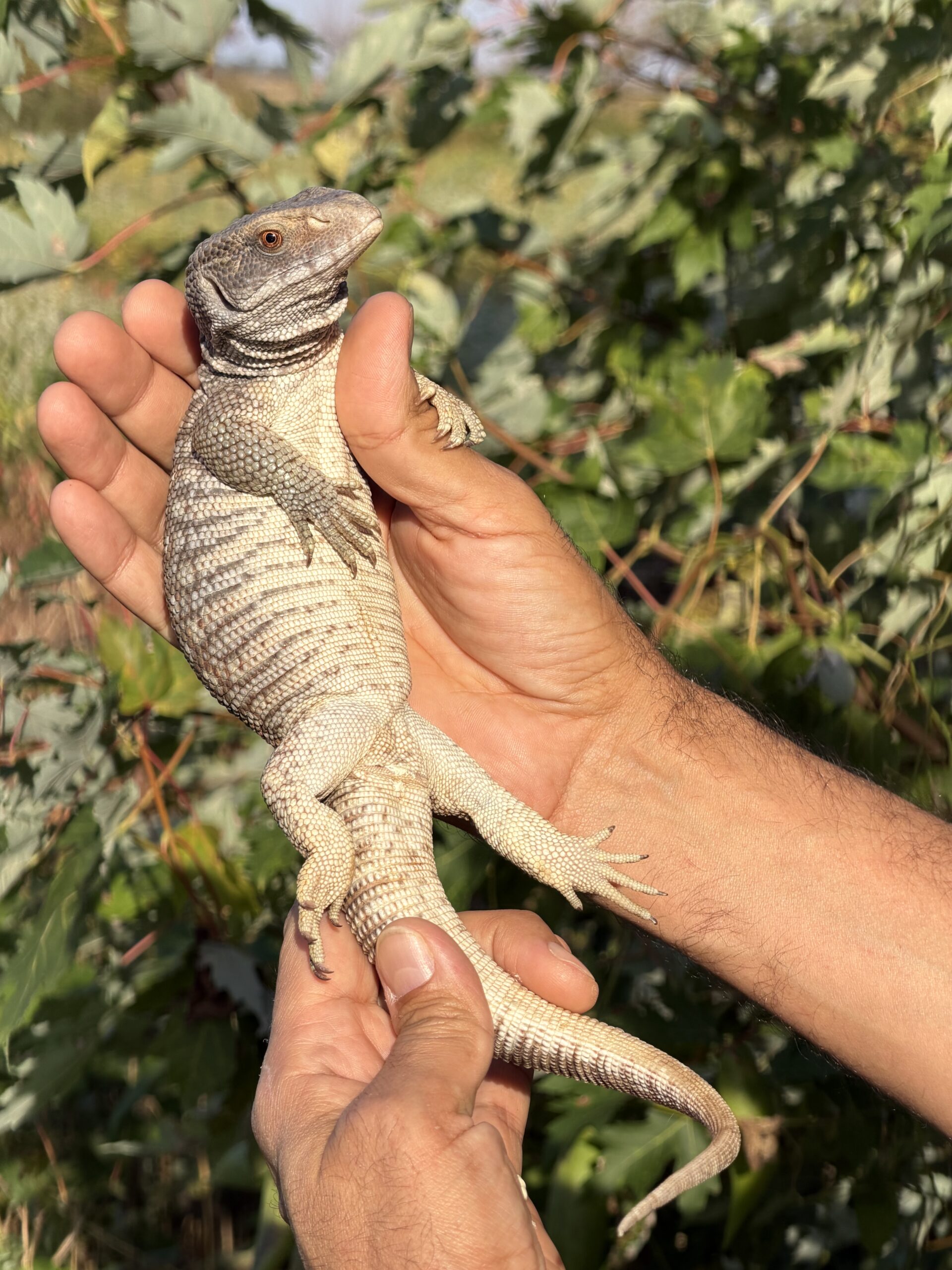 Savannah Monitor, photo 2