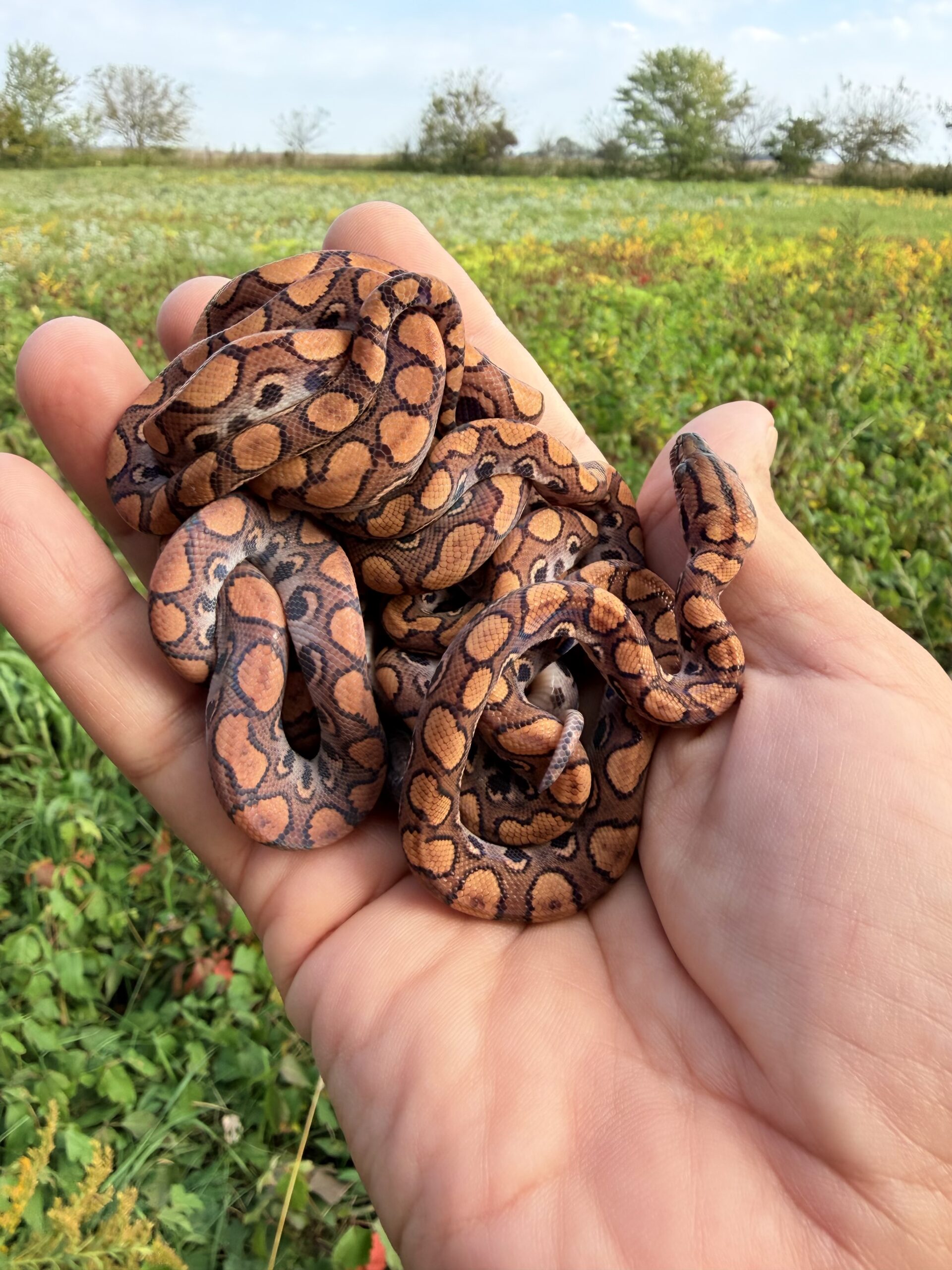 Baby Brazilian Rainbow Boas