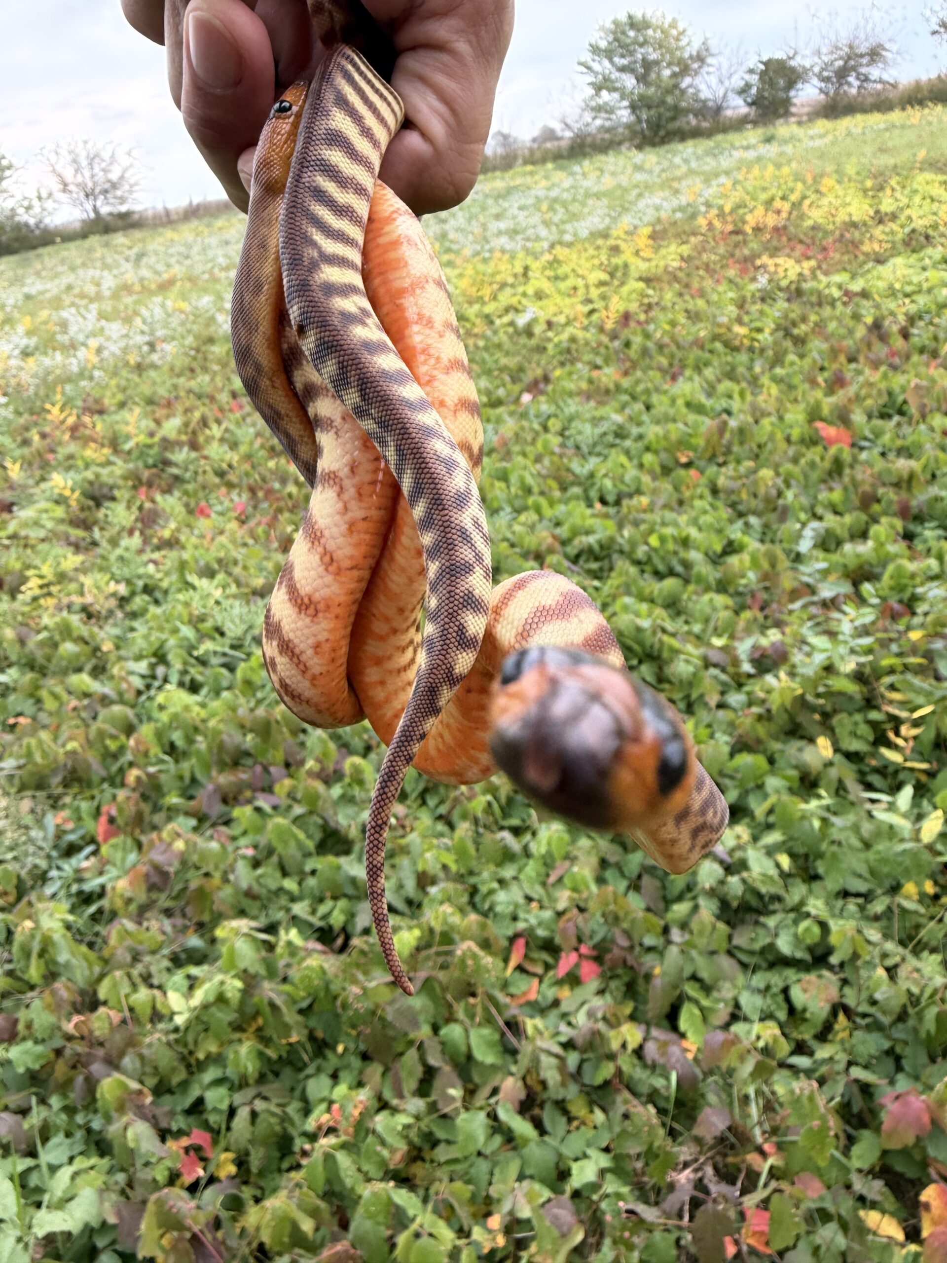 Woma pythons!, photo 6