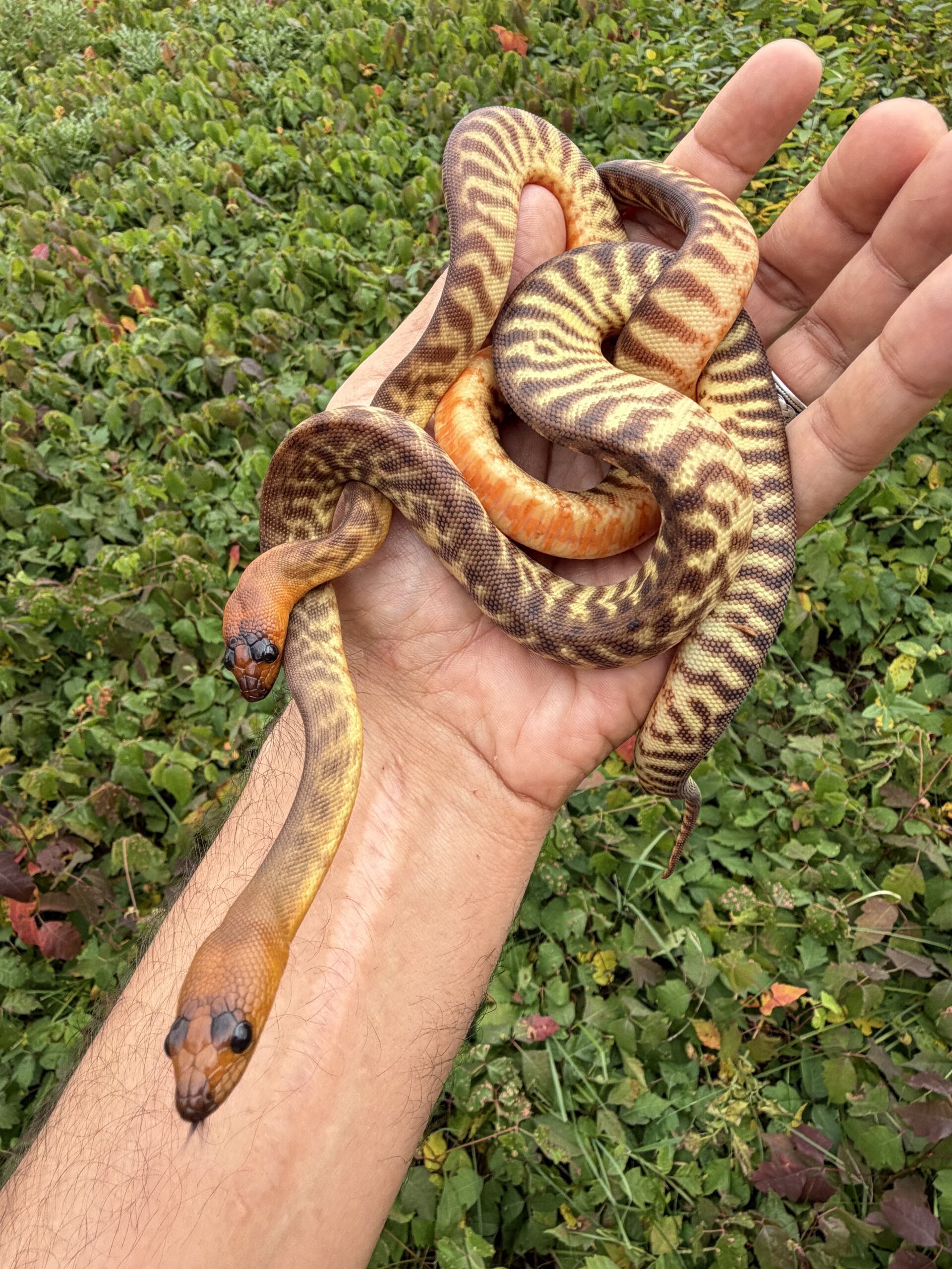 Woma pythons!