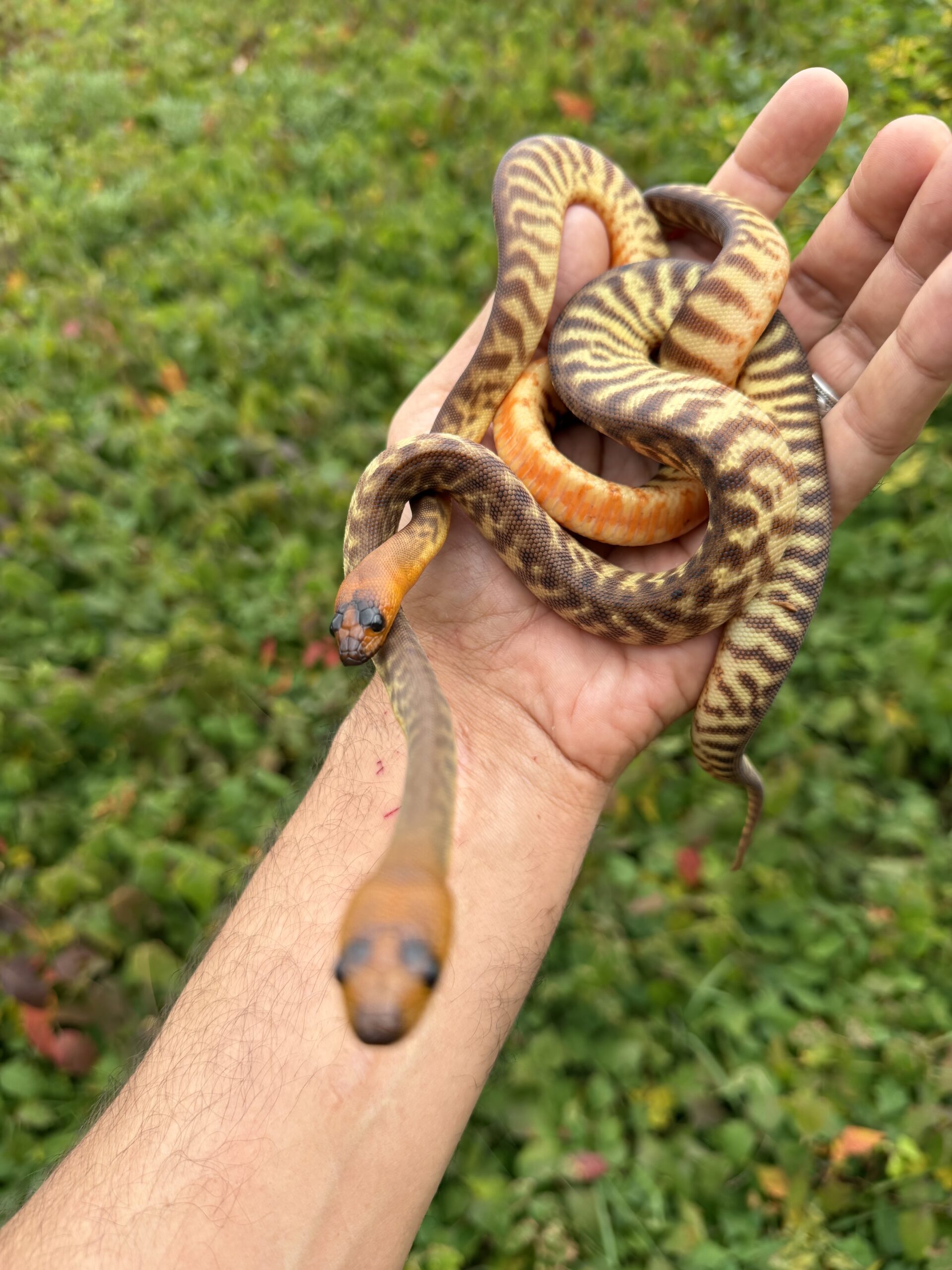 Woma pythons!, photo 4