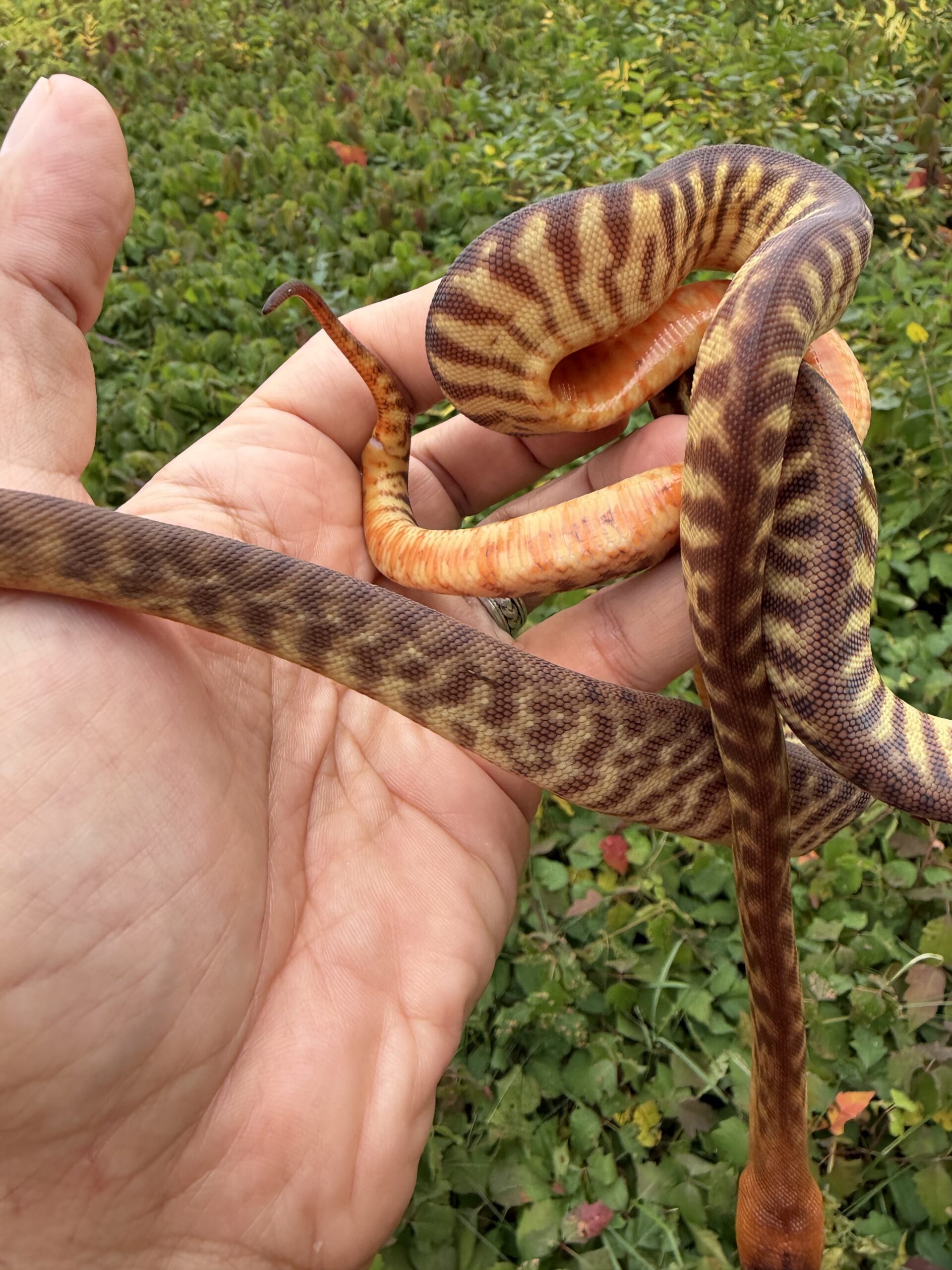 Woma pythons!, photo 3