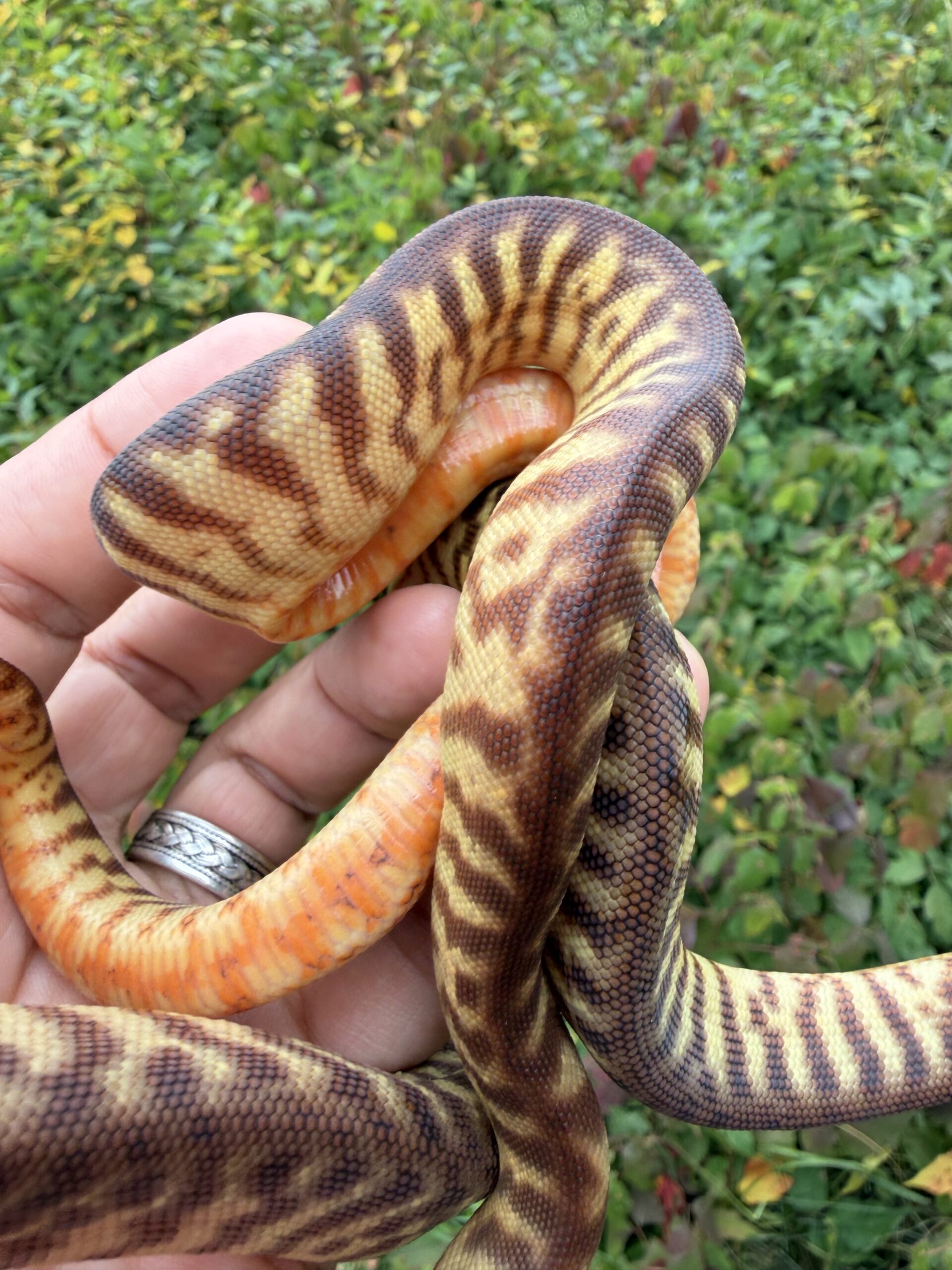 Woma pythons!, photo 2