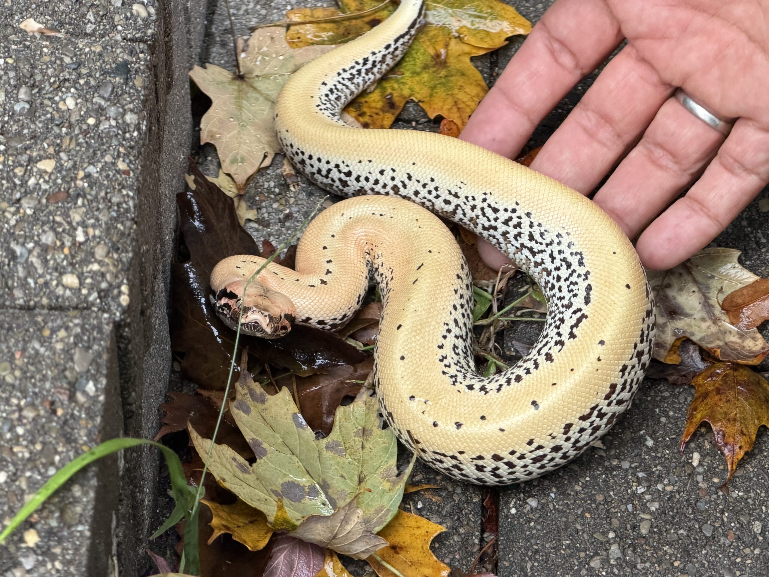 WOW Blood Python, photo 6