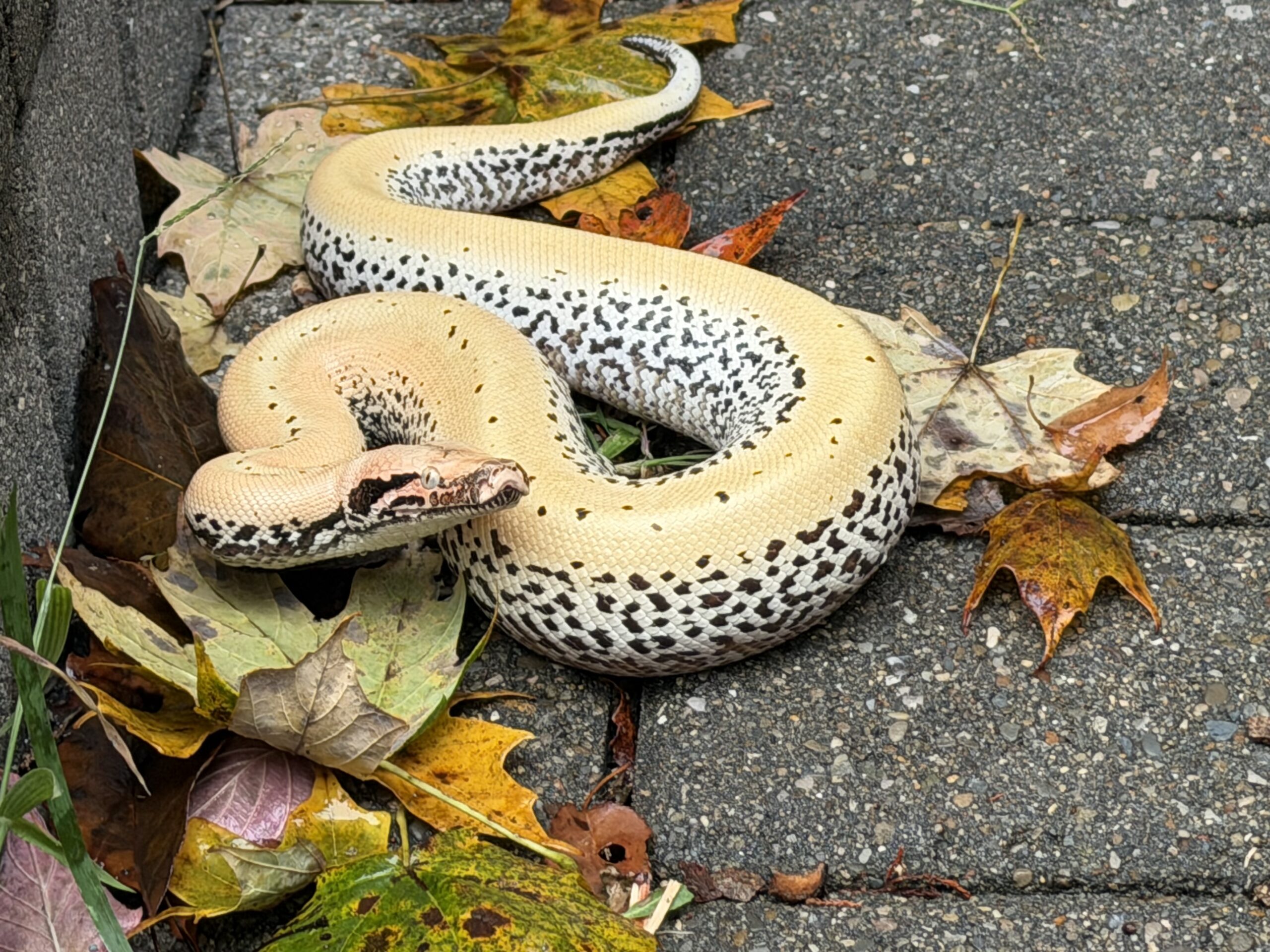 WOW Blood Python