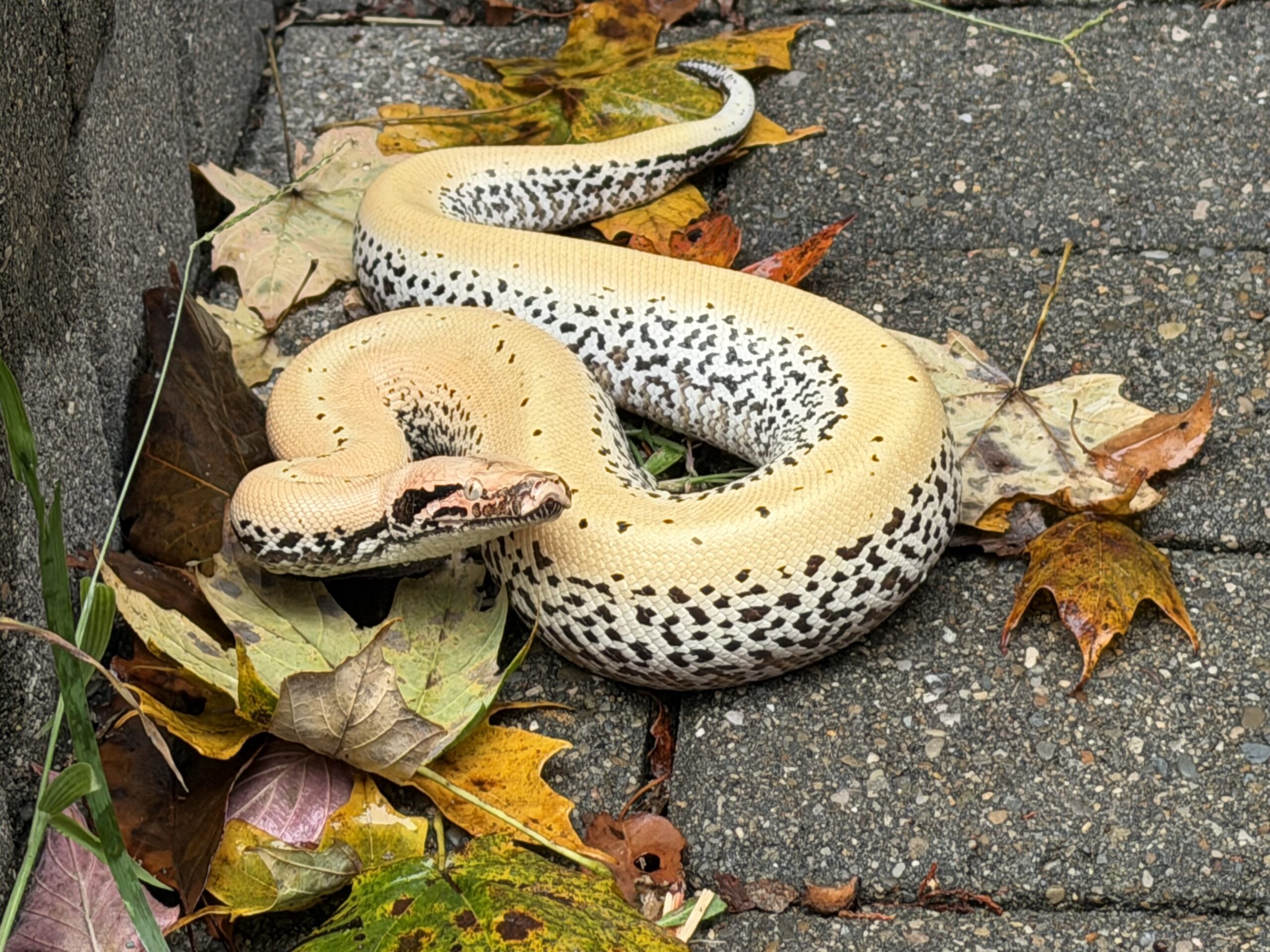 WOW Blood Python, photo 5