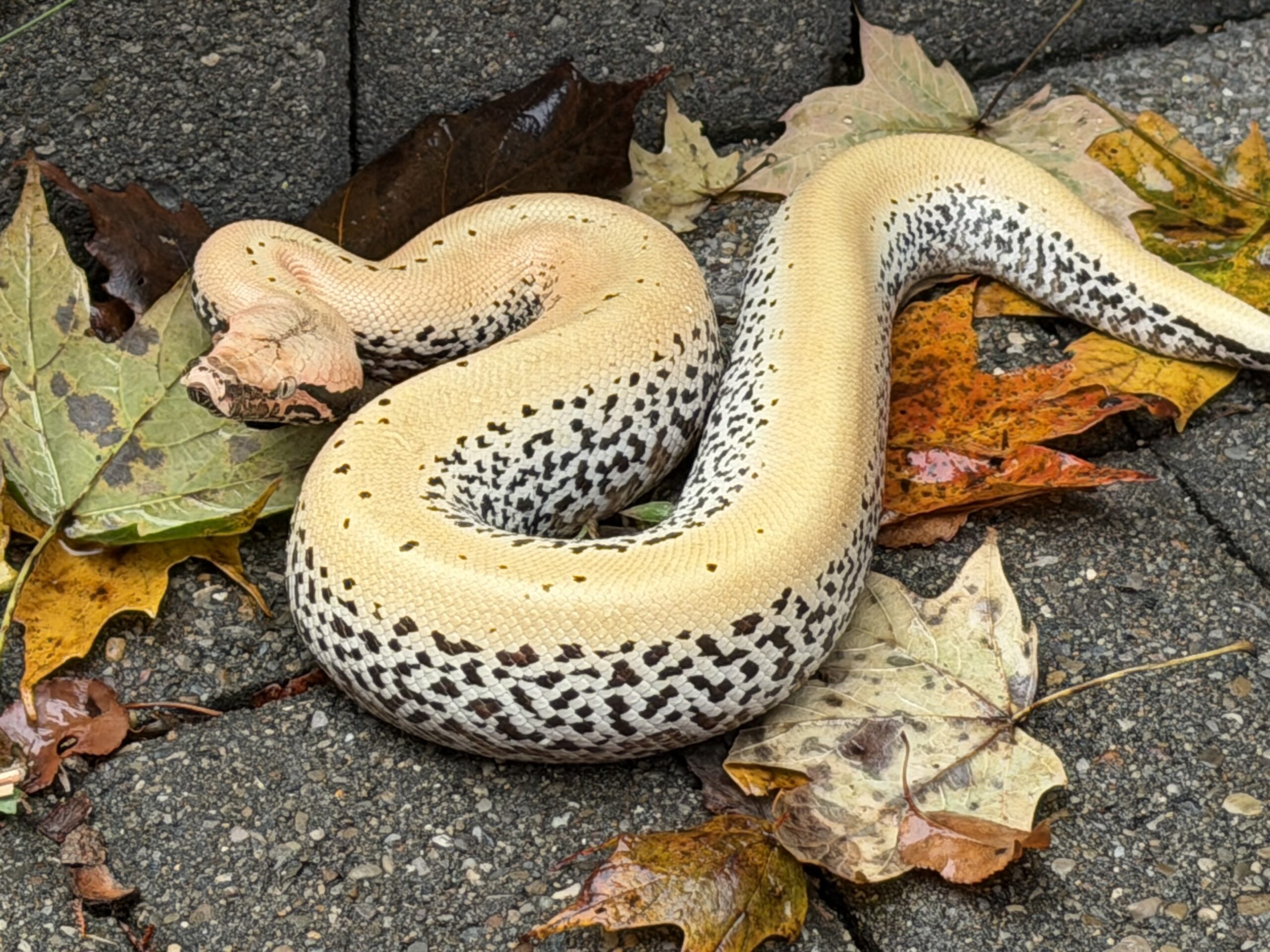 WOW Blood Python, photo 4