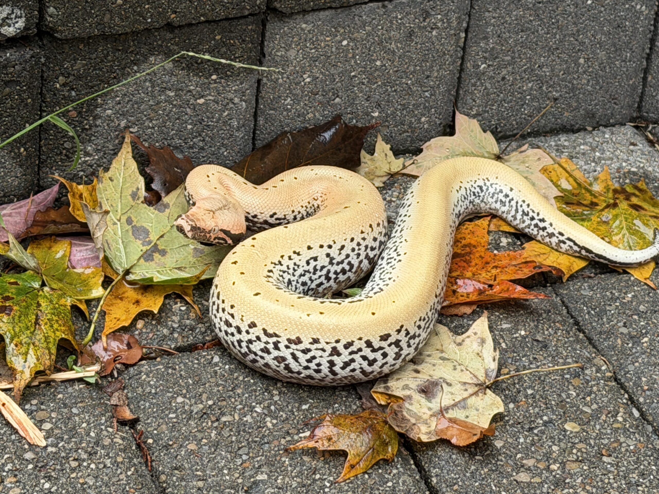 WOW Blood Python, photo 3