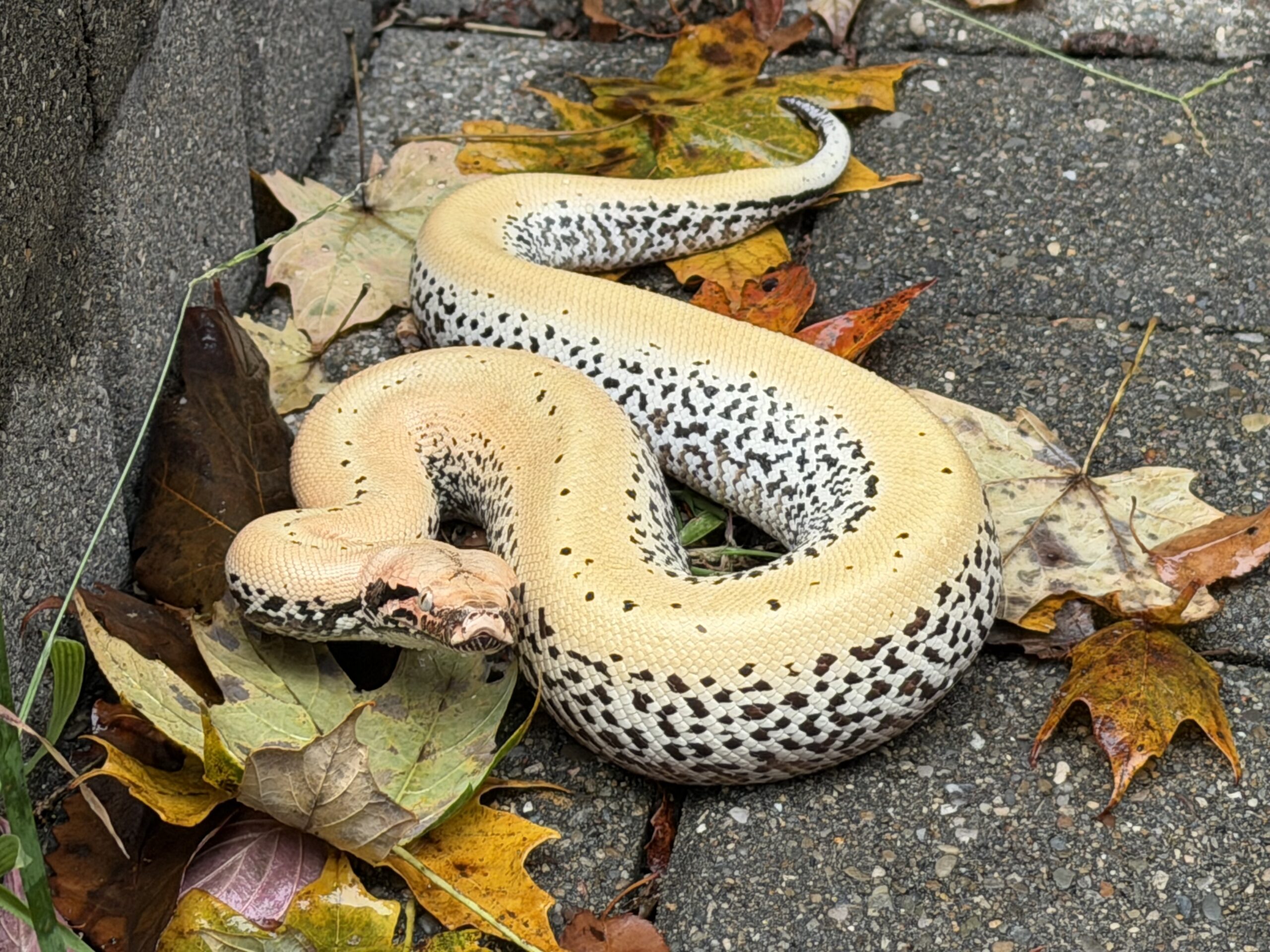 WOW Blood Python, photo 2