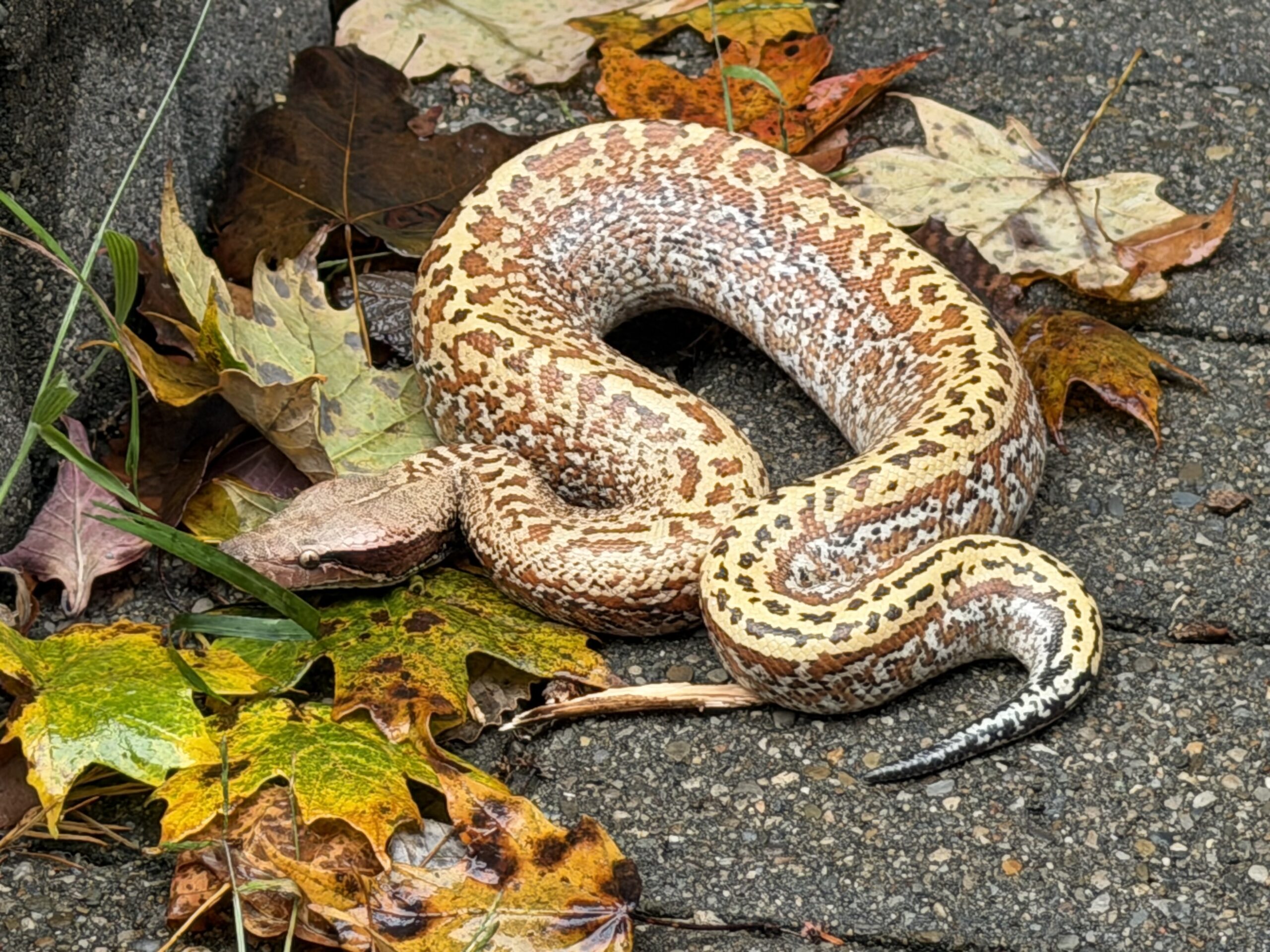 Blood & Short-tail Pythons