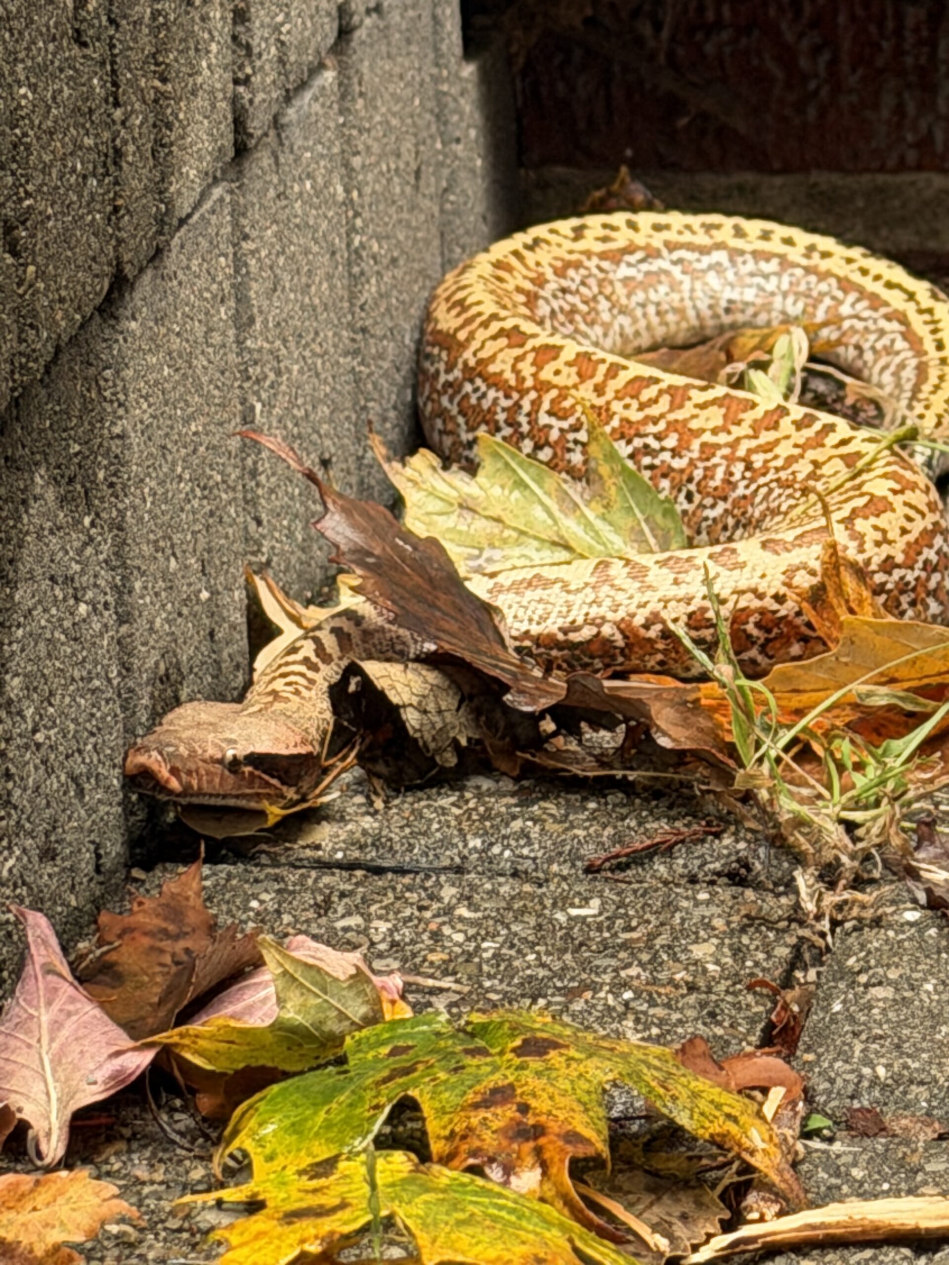 Blood Python, photo 5
