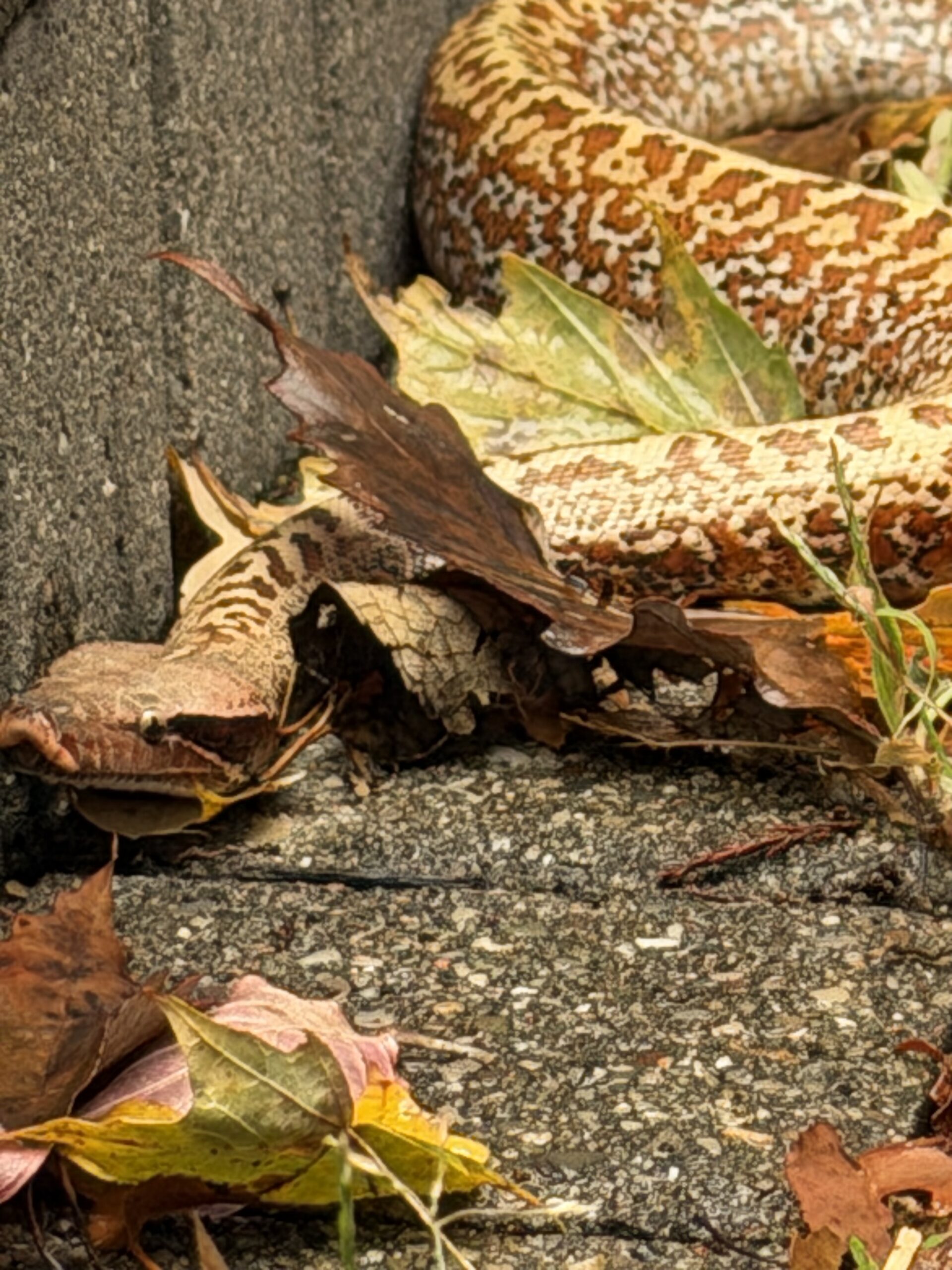 Blood Python, photo 4