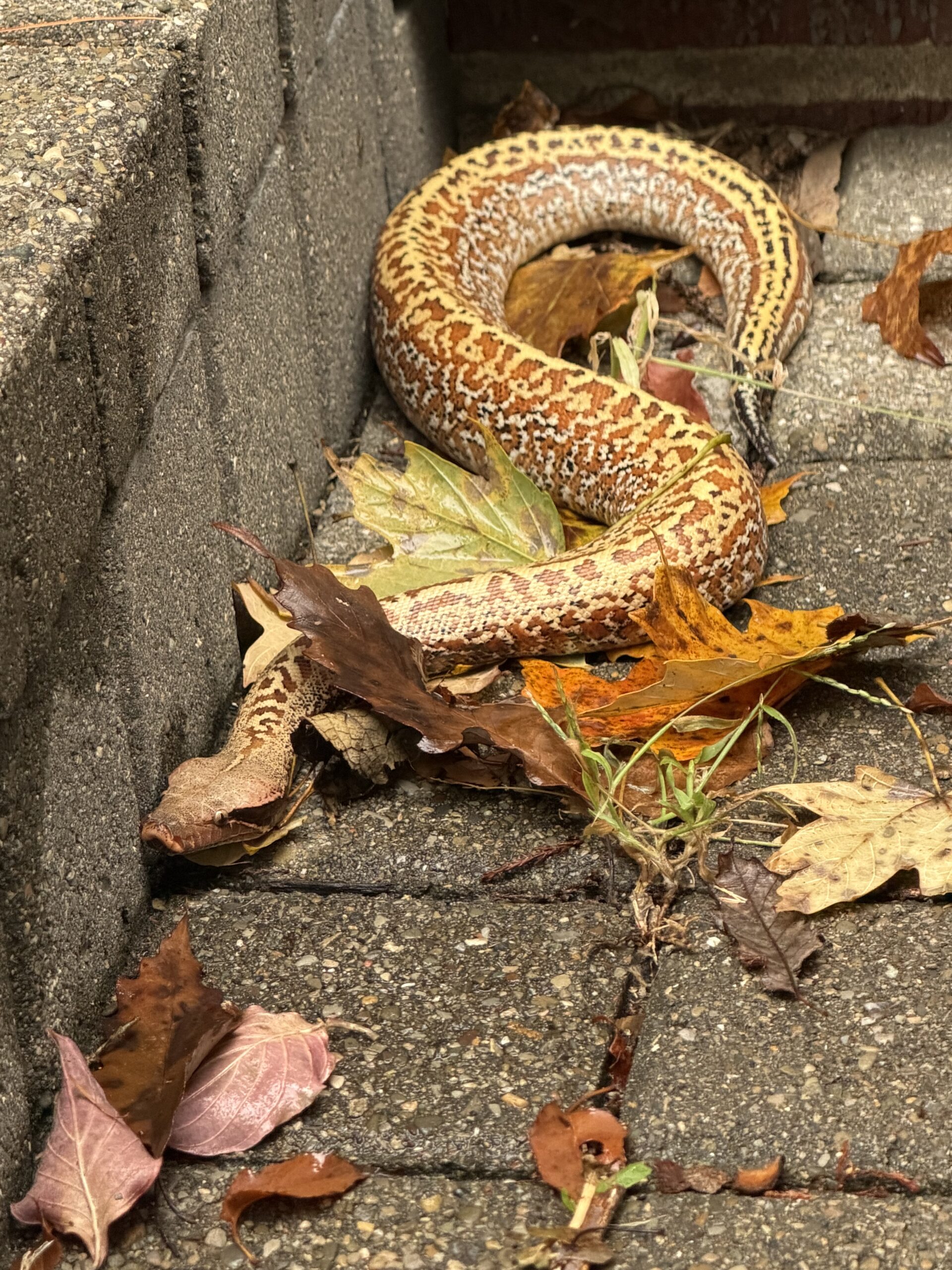 Blood Python, photo 3