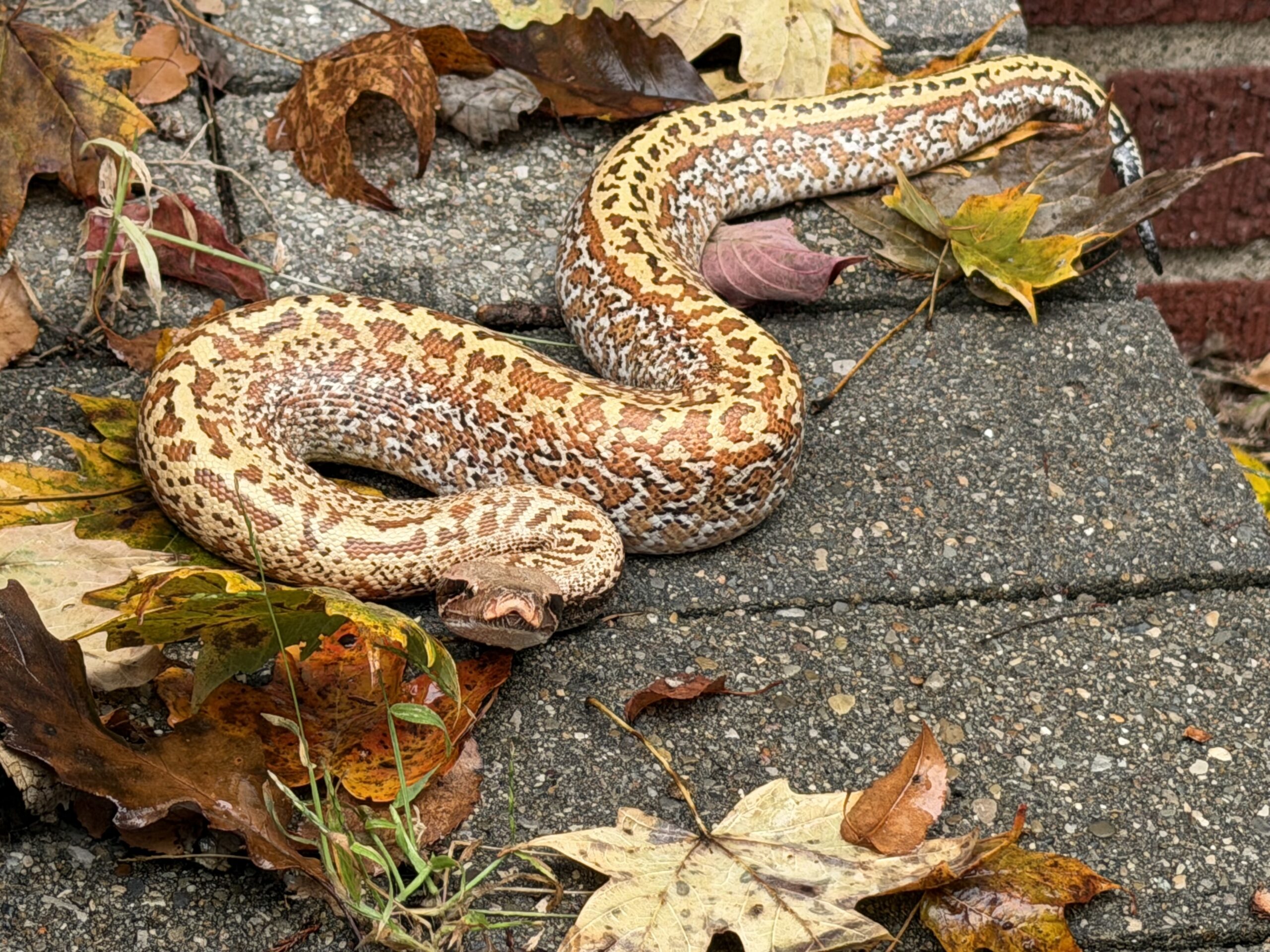 Blood Python, photo 2