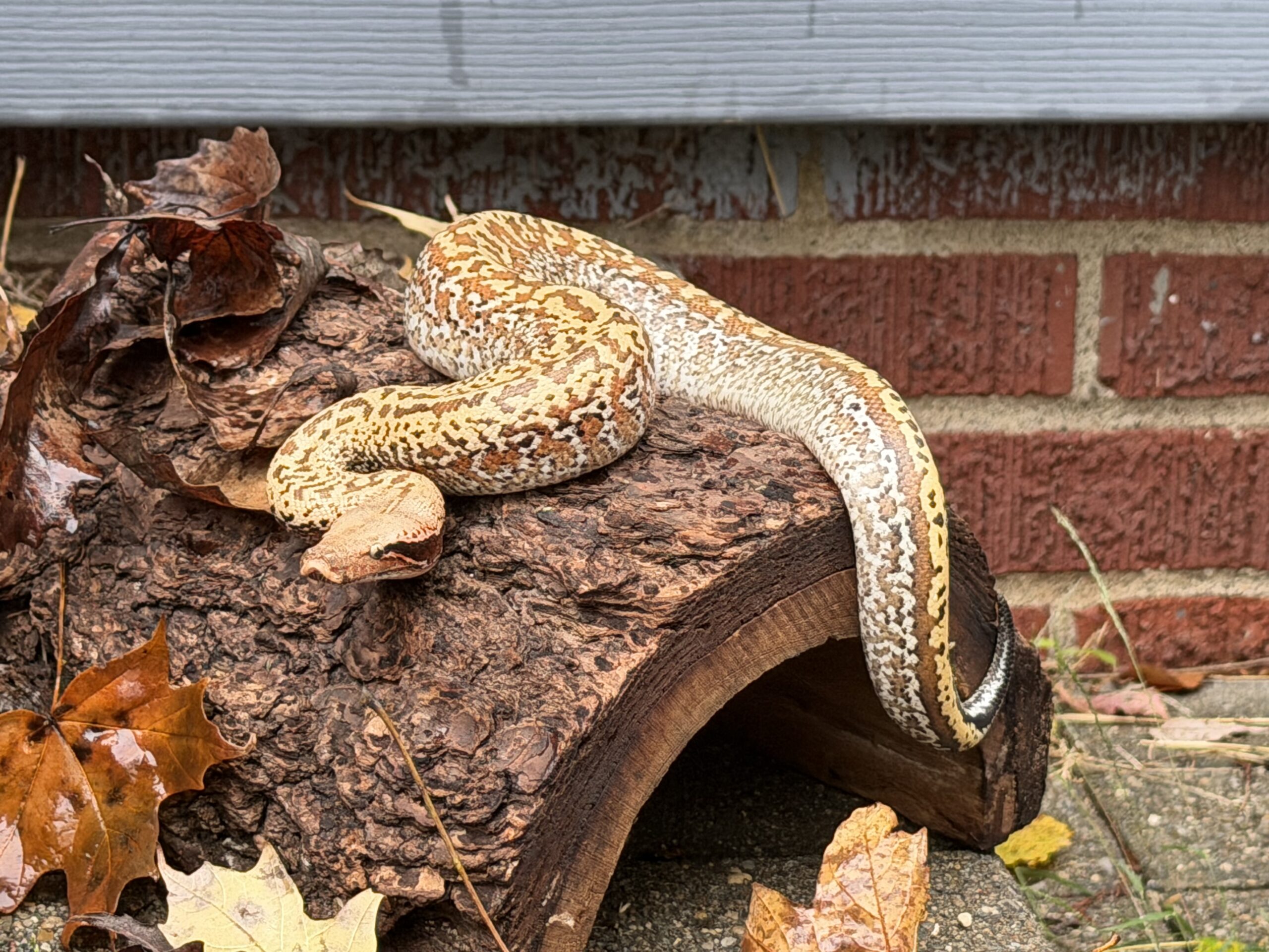 Blood Python, photo 6