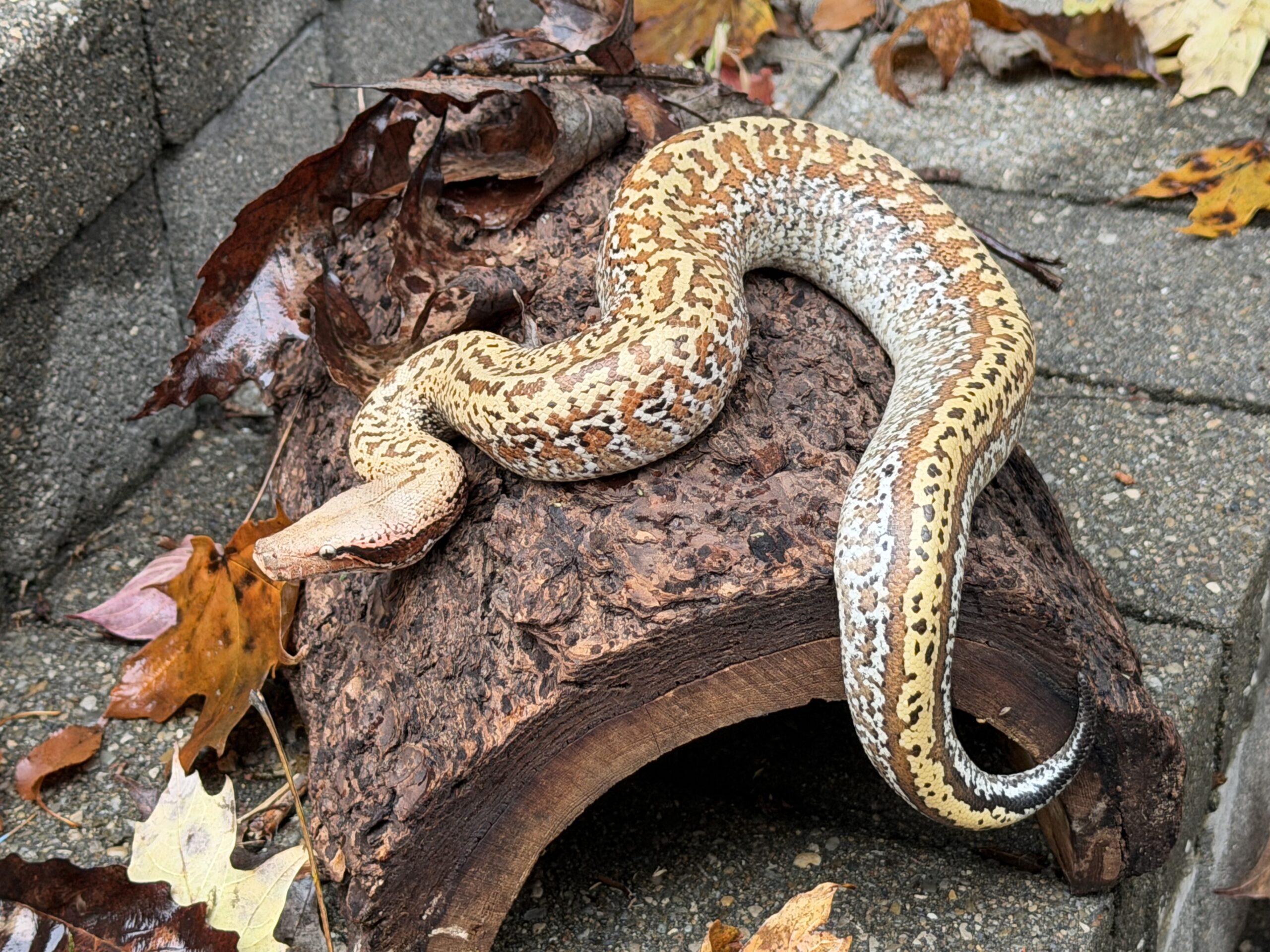 Blood Python, photo 3