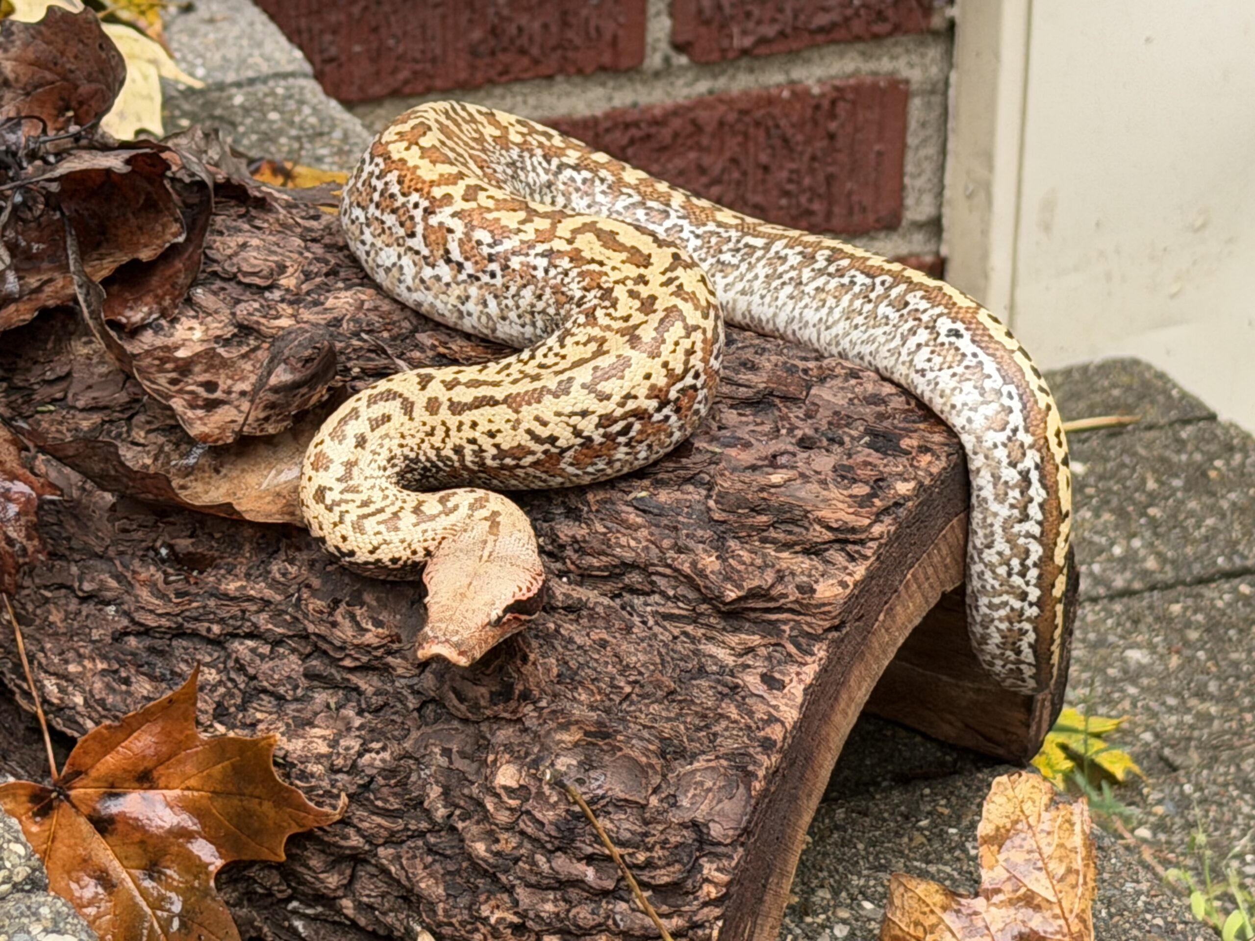 Blood Python, photo 2