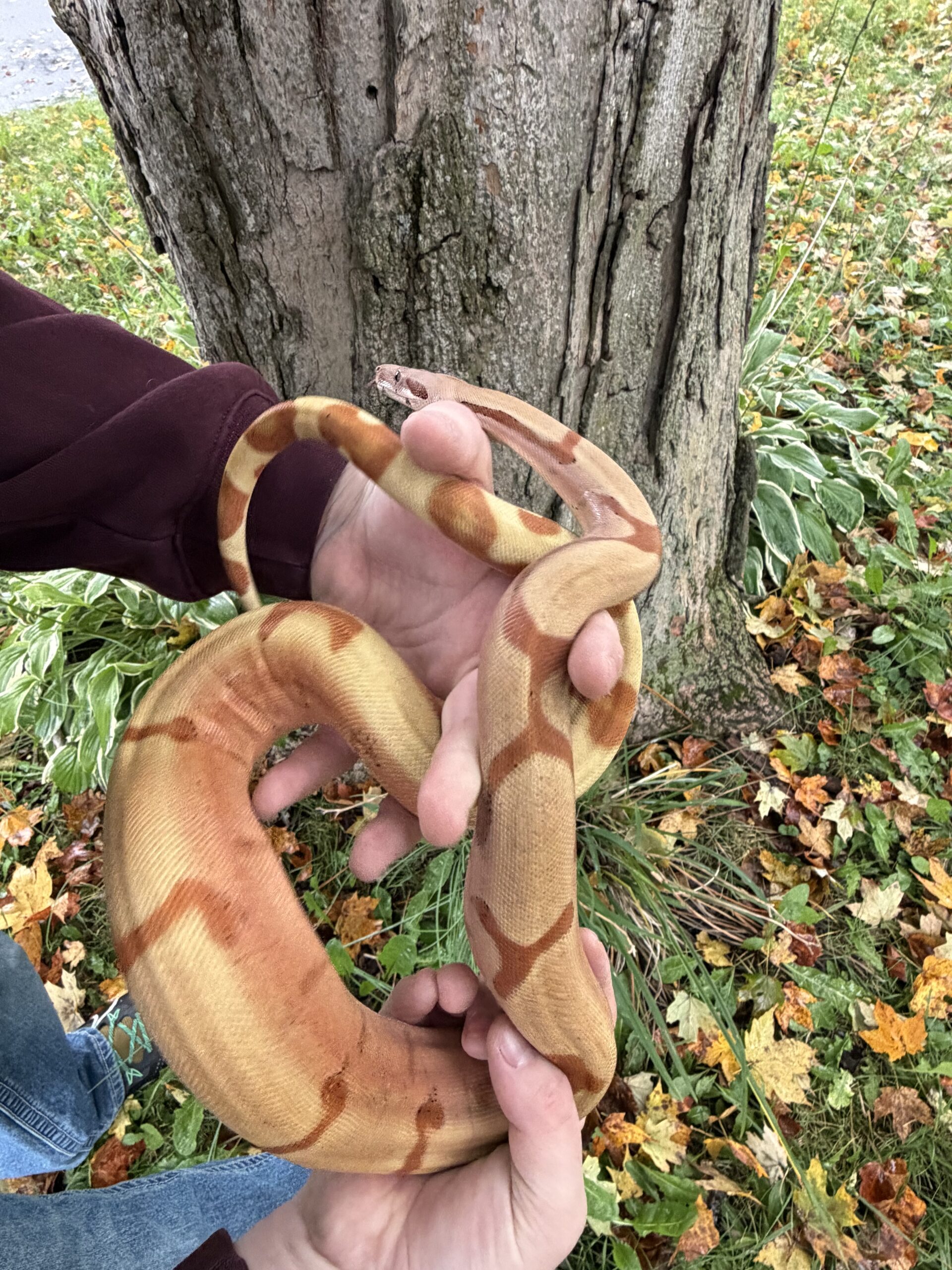 Boa Constrictors