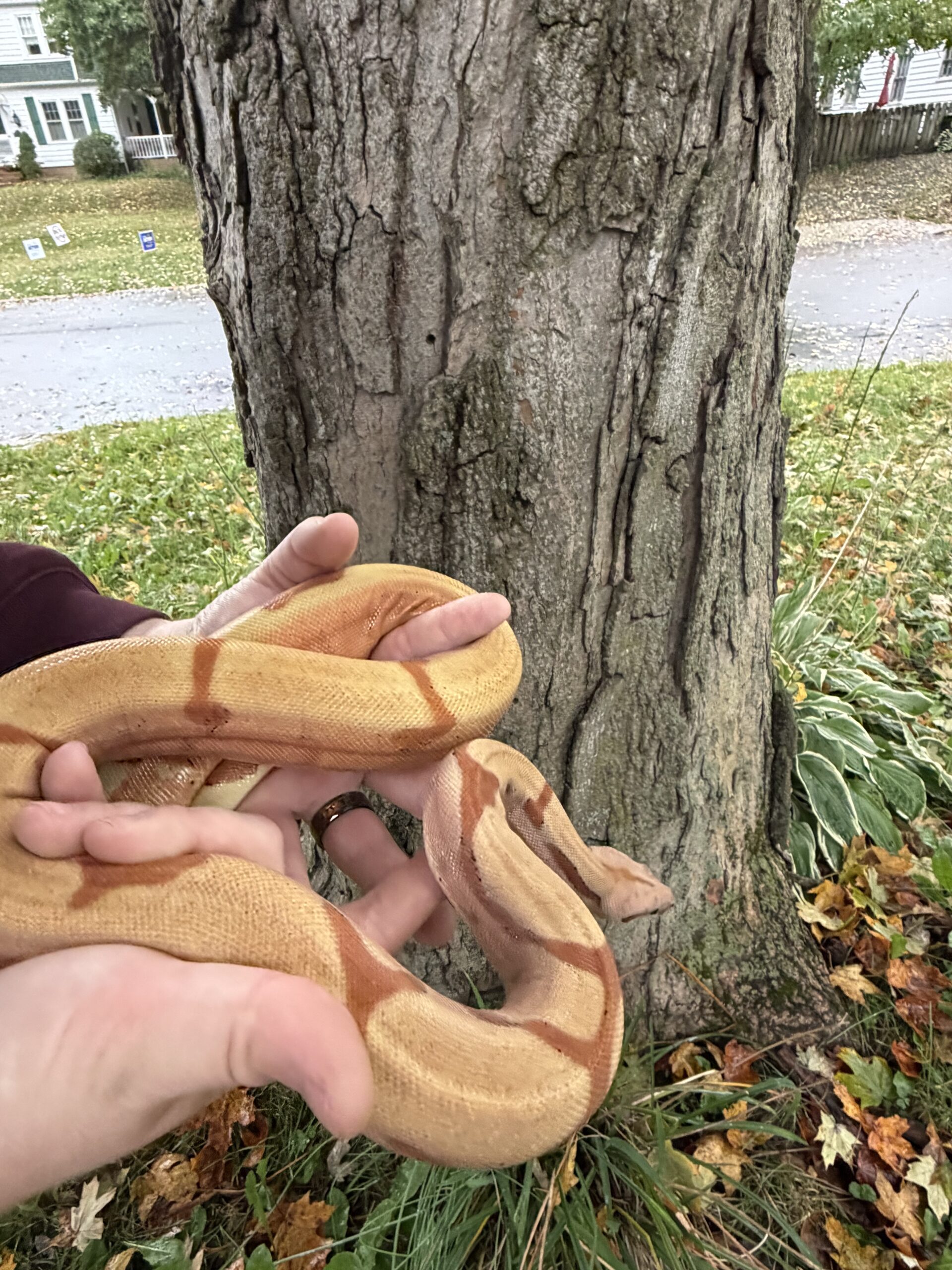 NICE Hypo Boa, photo 5