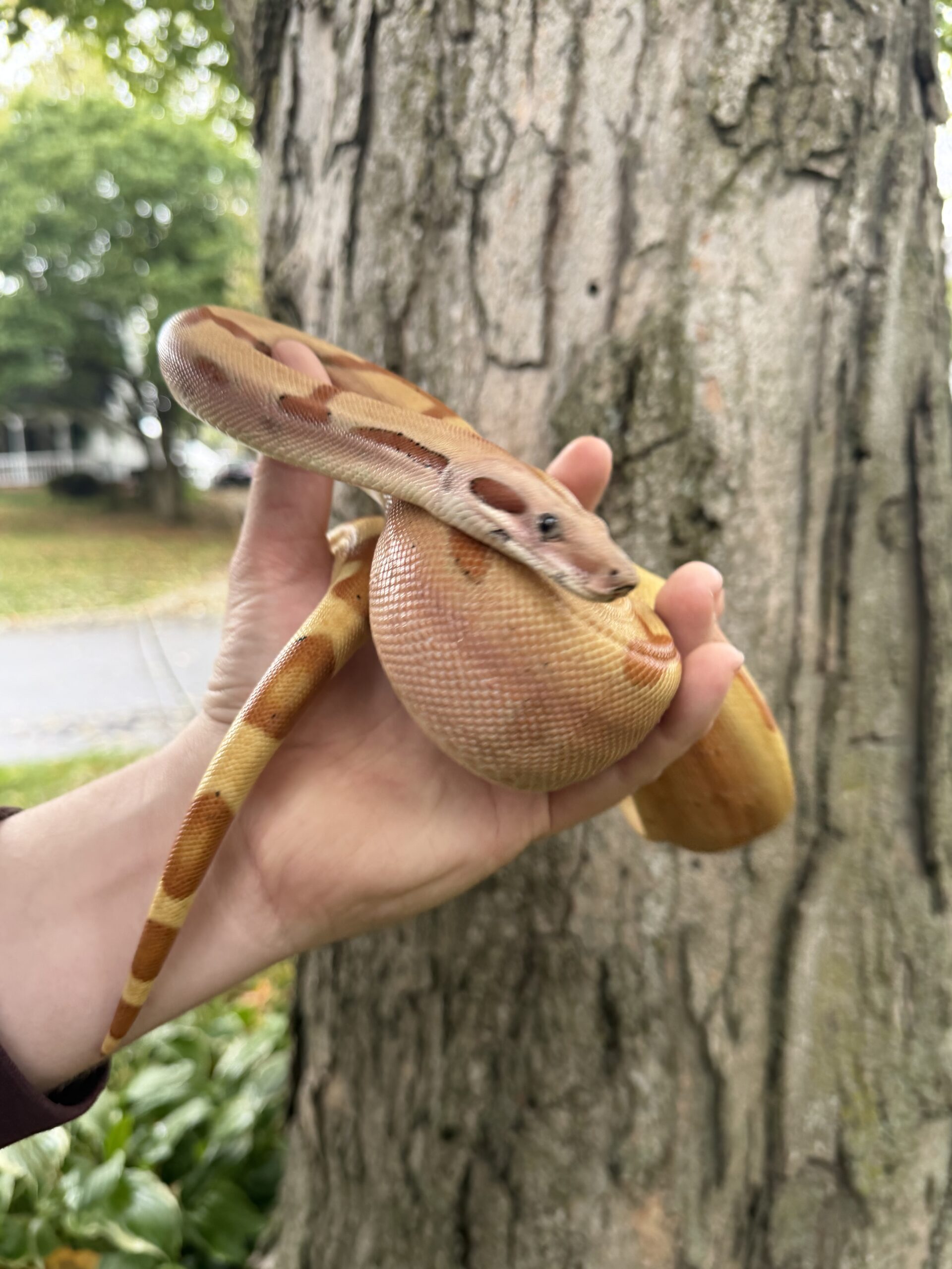 NICE Hypo Boa, photo 4